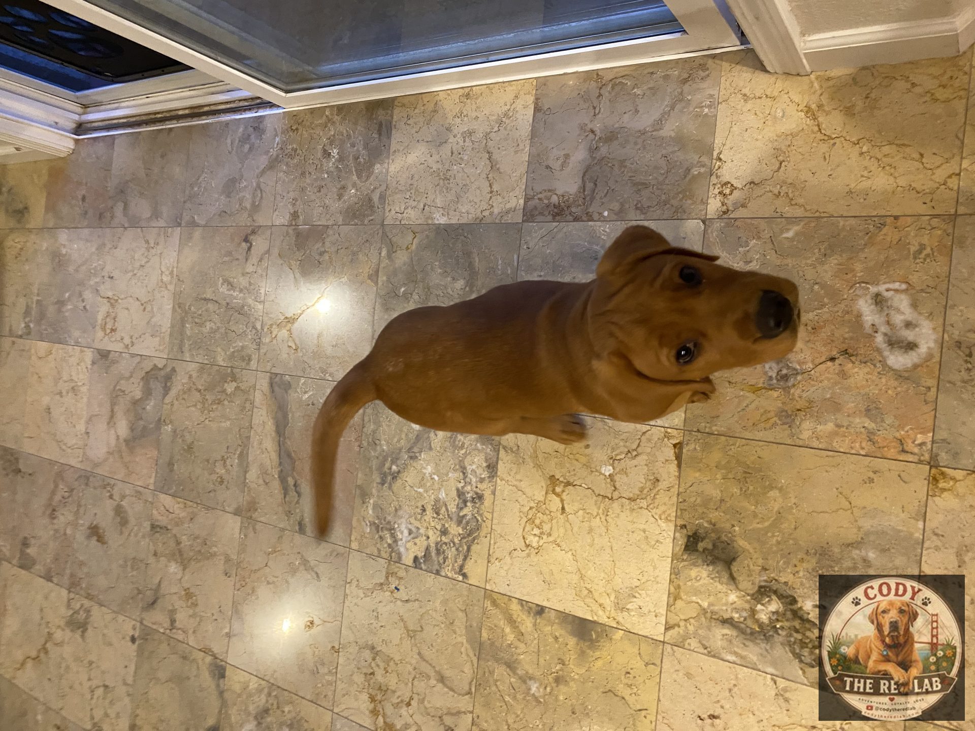 Cody the Red Lab - photo 20