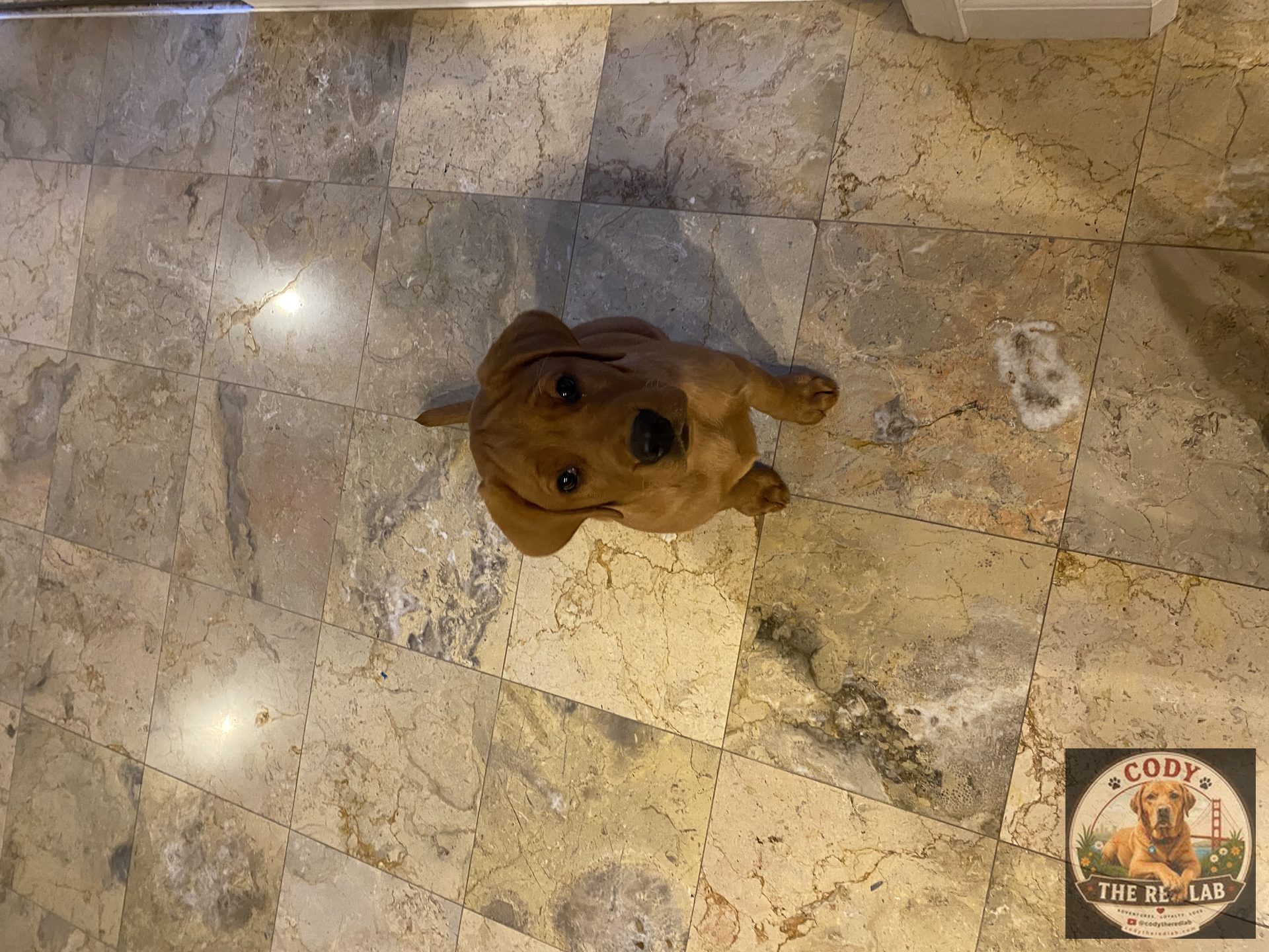 Cody the Red Lab - photo 21