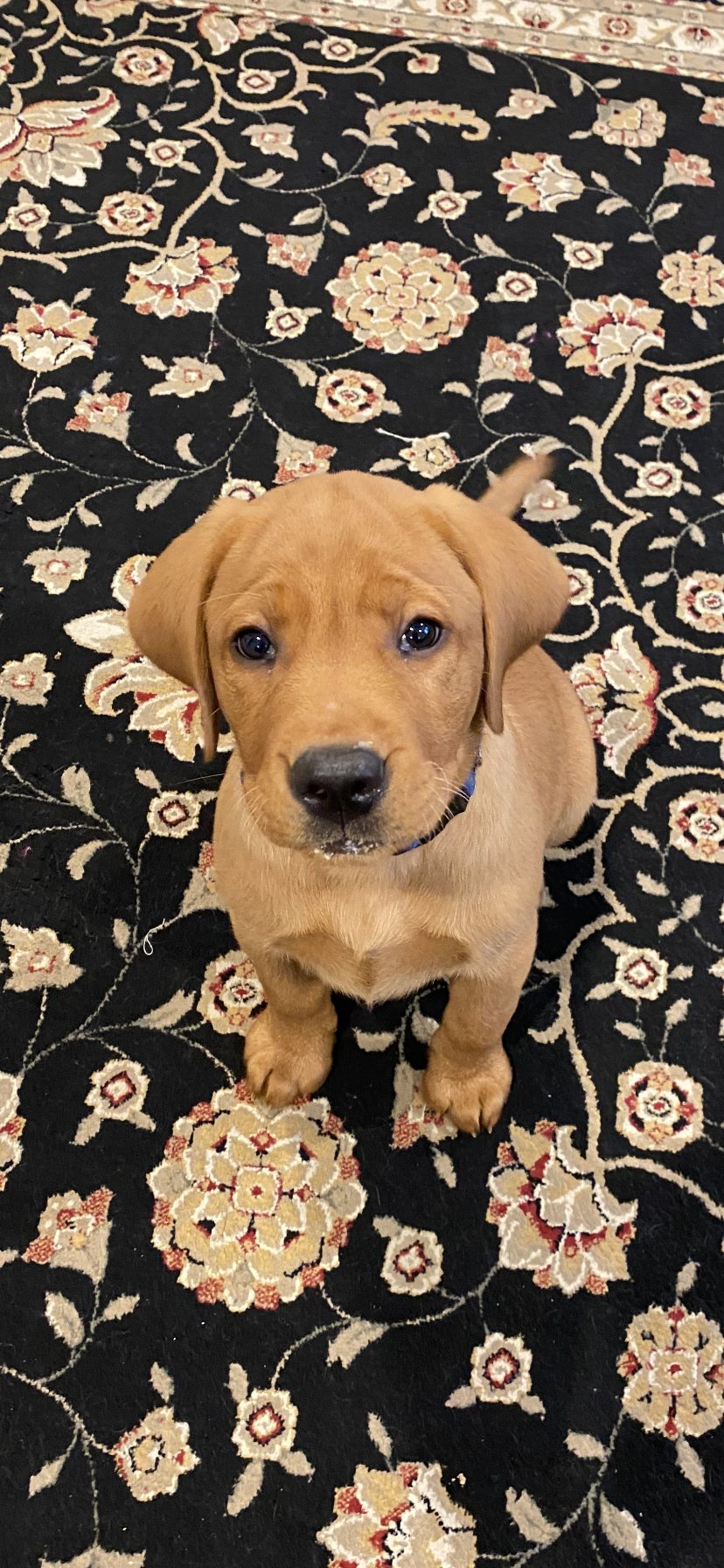 Cody the Red Lab - photo 22