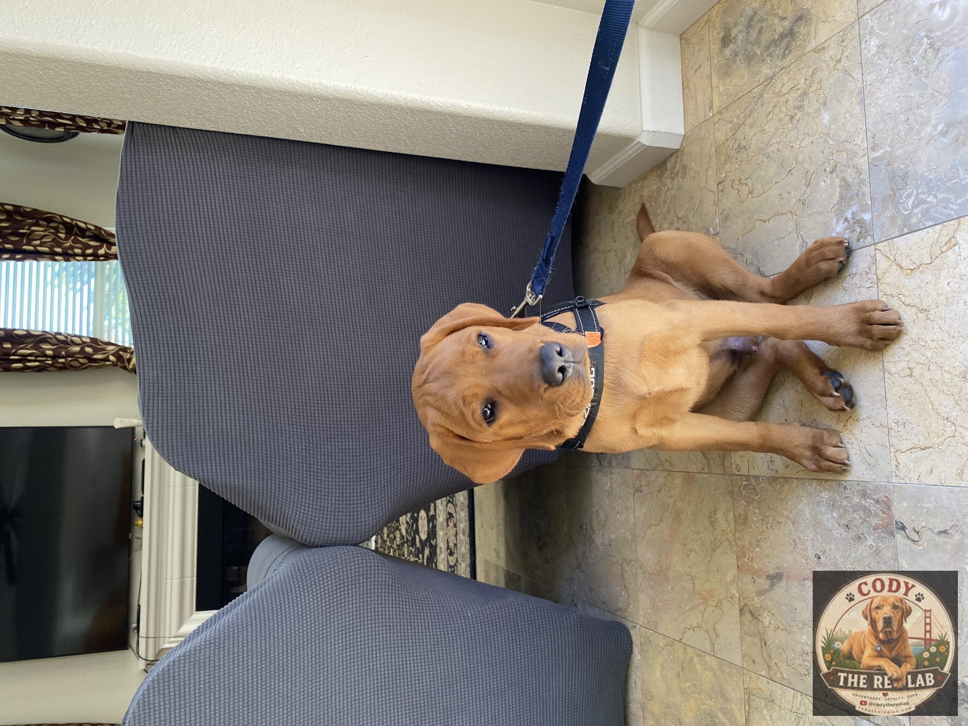Cody the Red Lab - photo 23