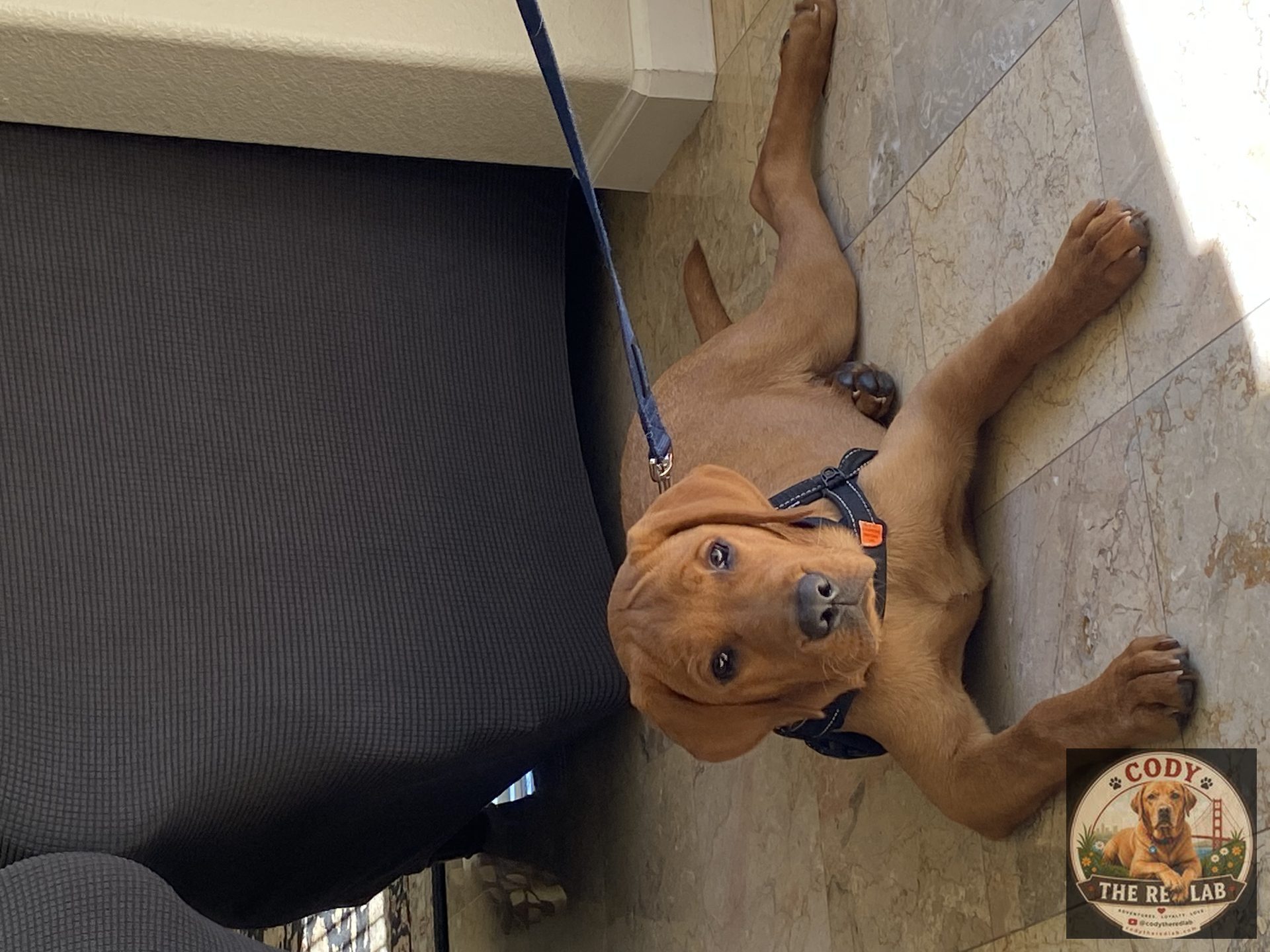 Cody the Red Lab - photo 25