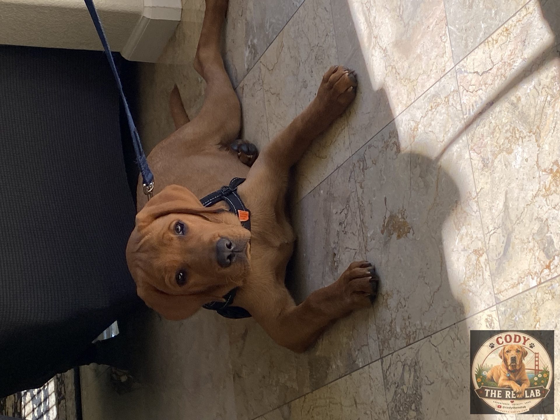 Cody the Red Lab - photo 26