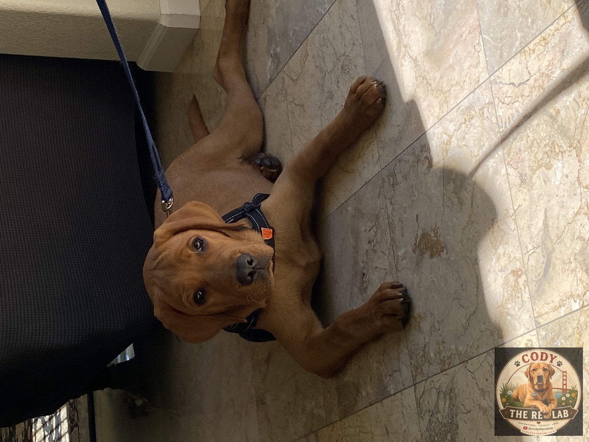 Cody the Red Lab - photo 27