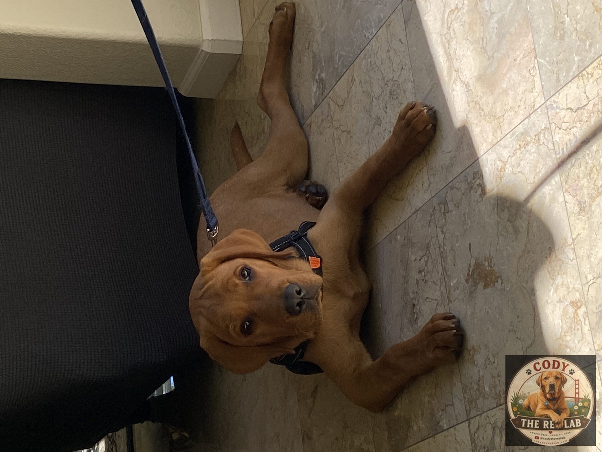 Cody the Red Lab - photo 28