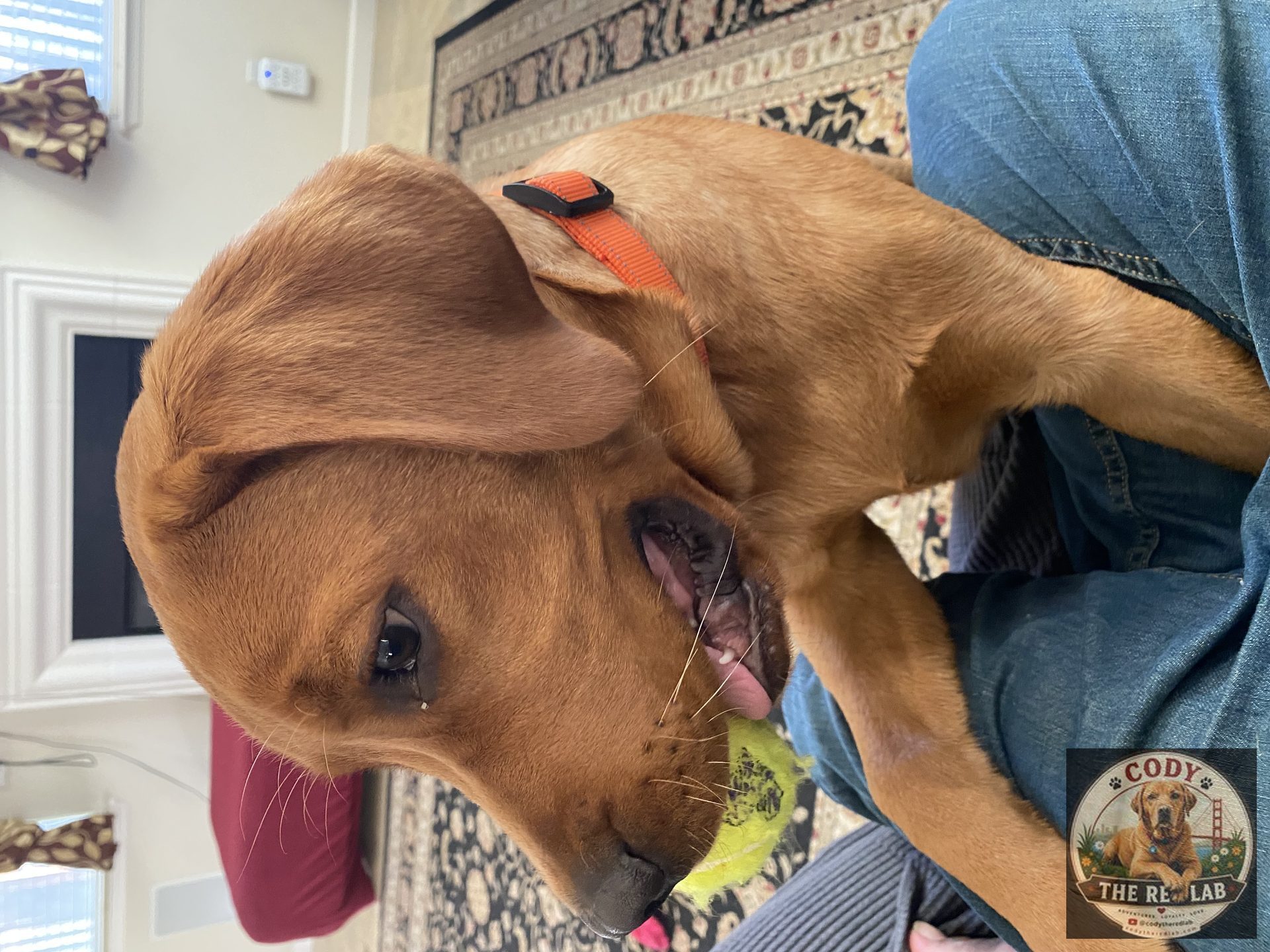 Cody the Red Lab - photo 29
