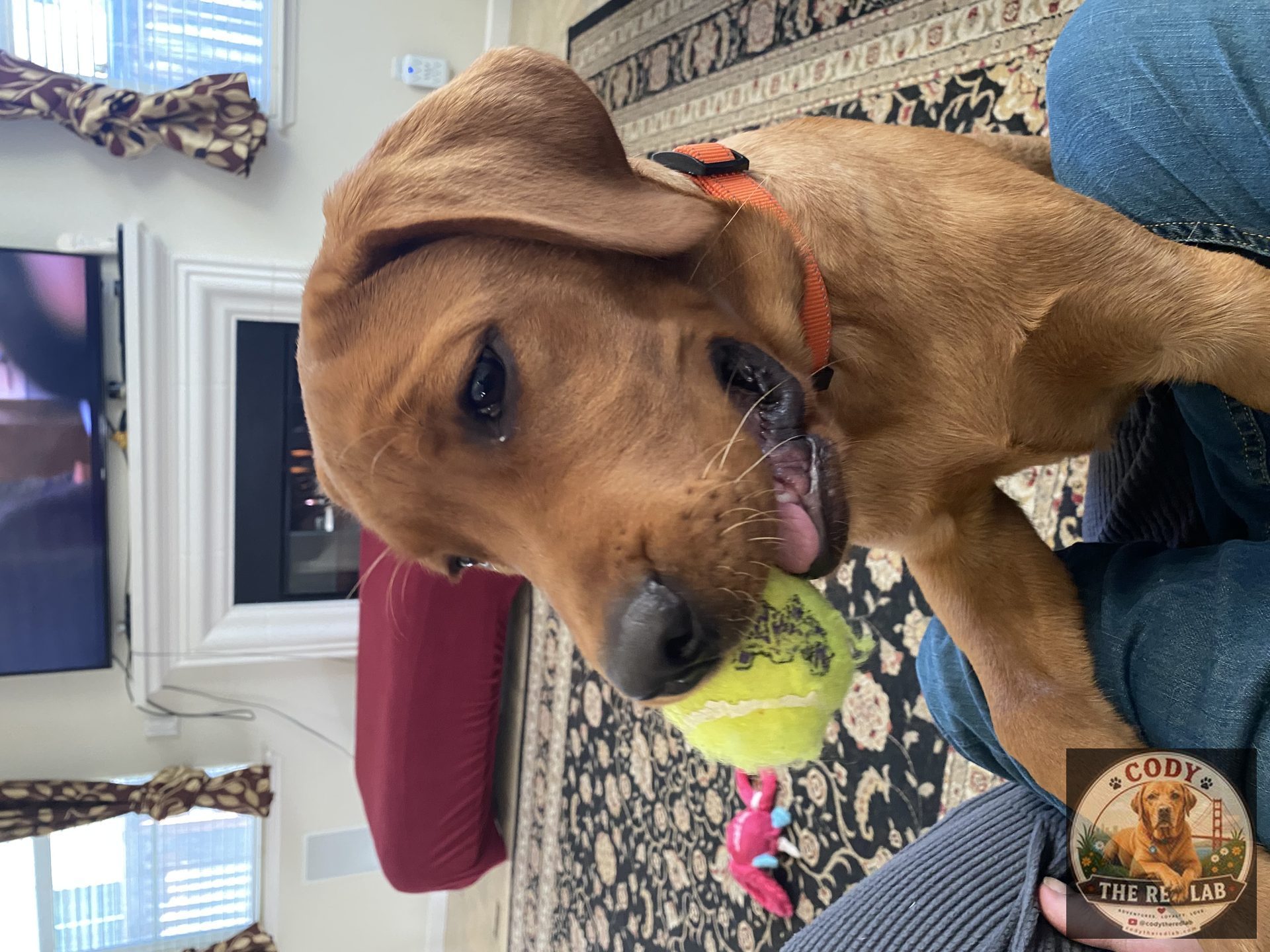 Cody the Red Lab - photo 30