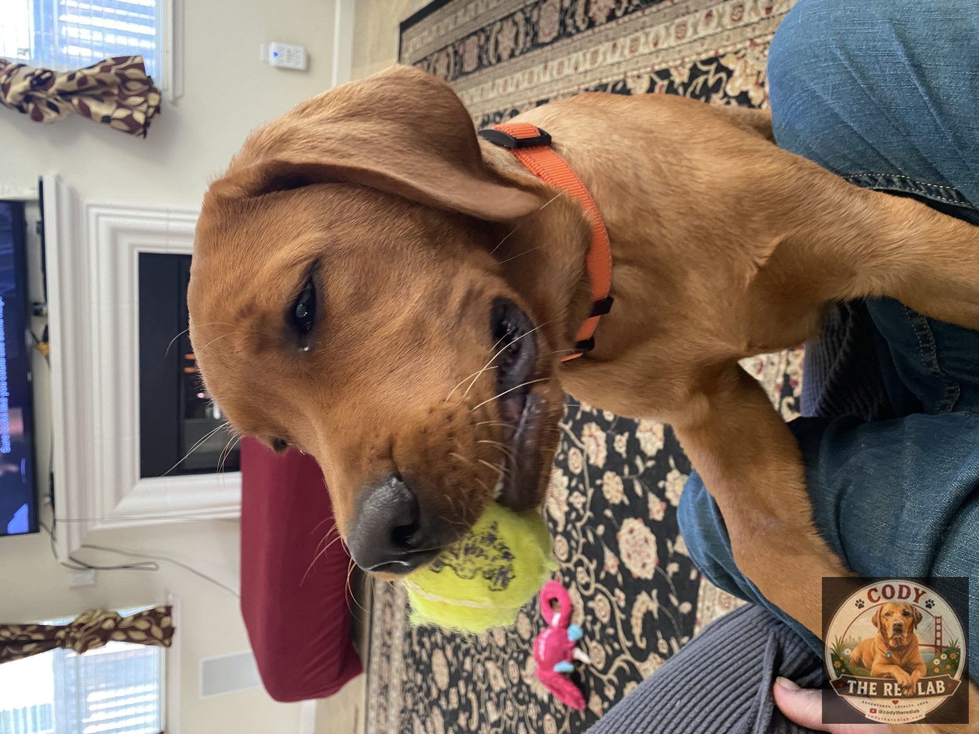 Cody the Red Lab - photo 31