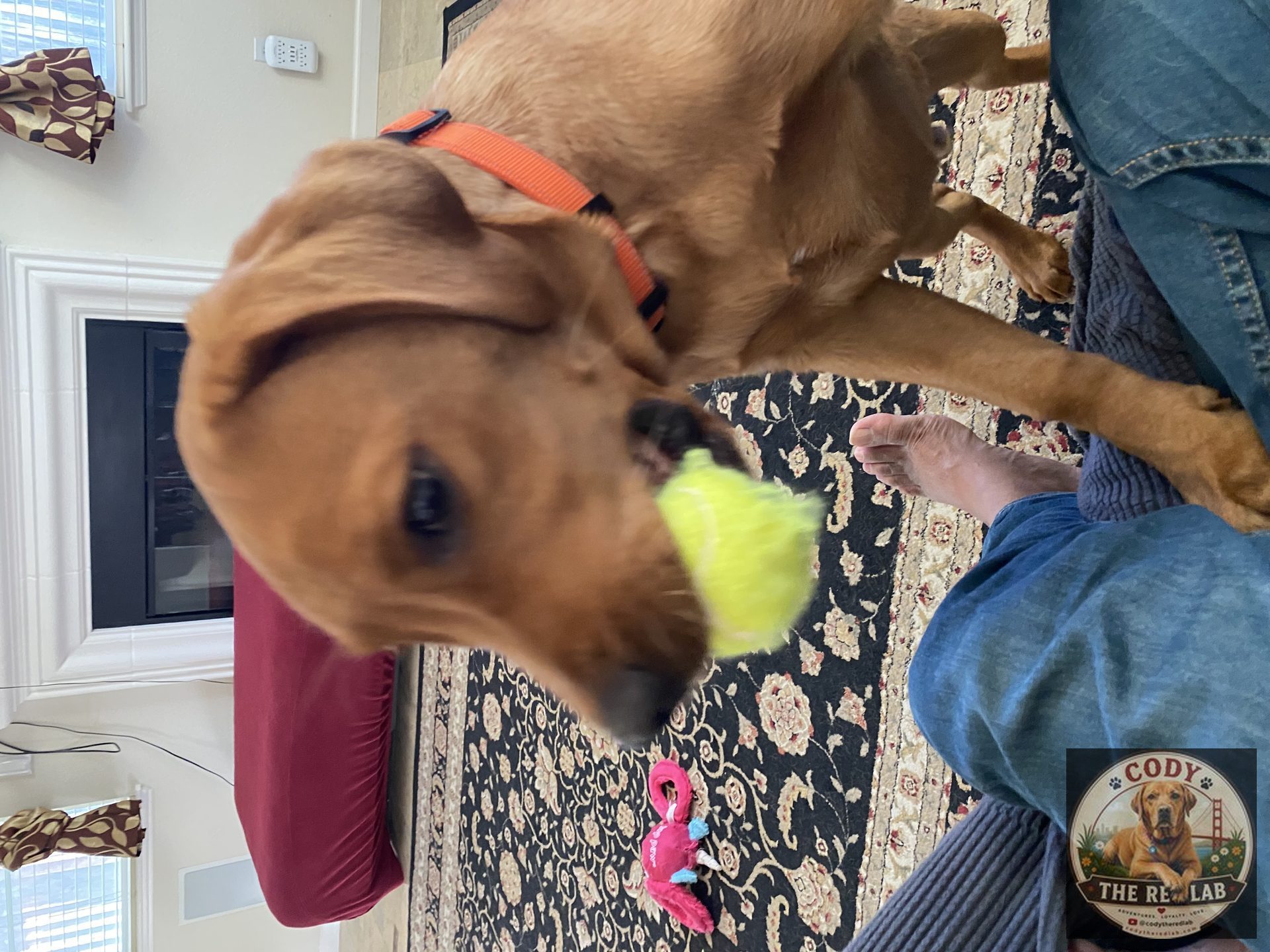 Cody the Red Lab - photo 32