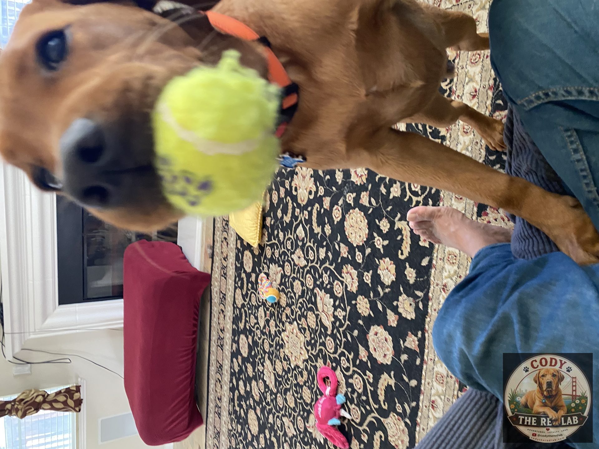 Cody the Red Lab - photo 33