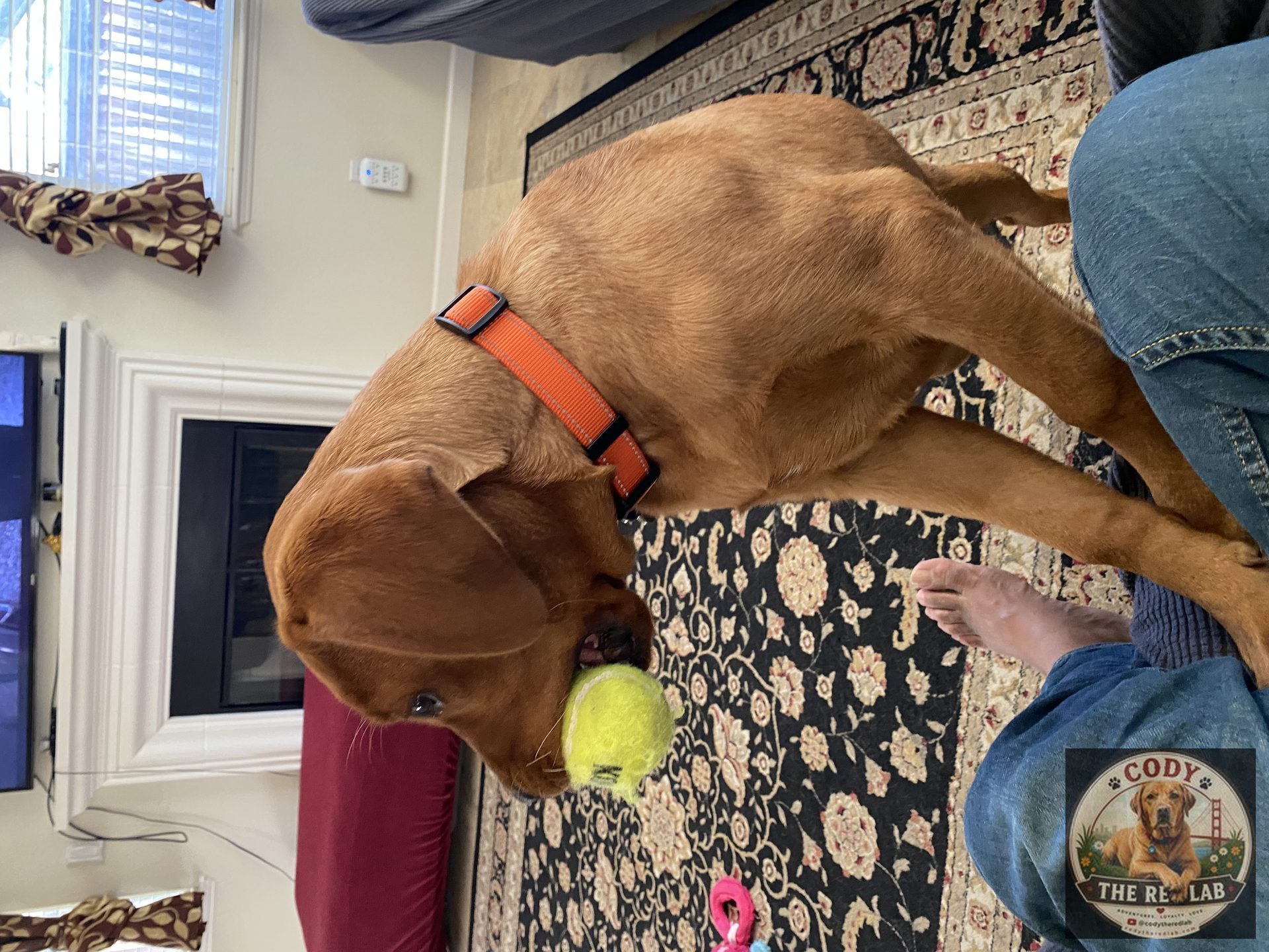 Cody the Red Lab - photo 34