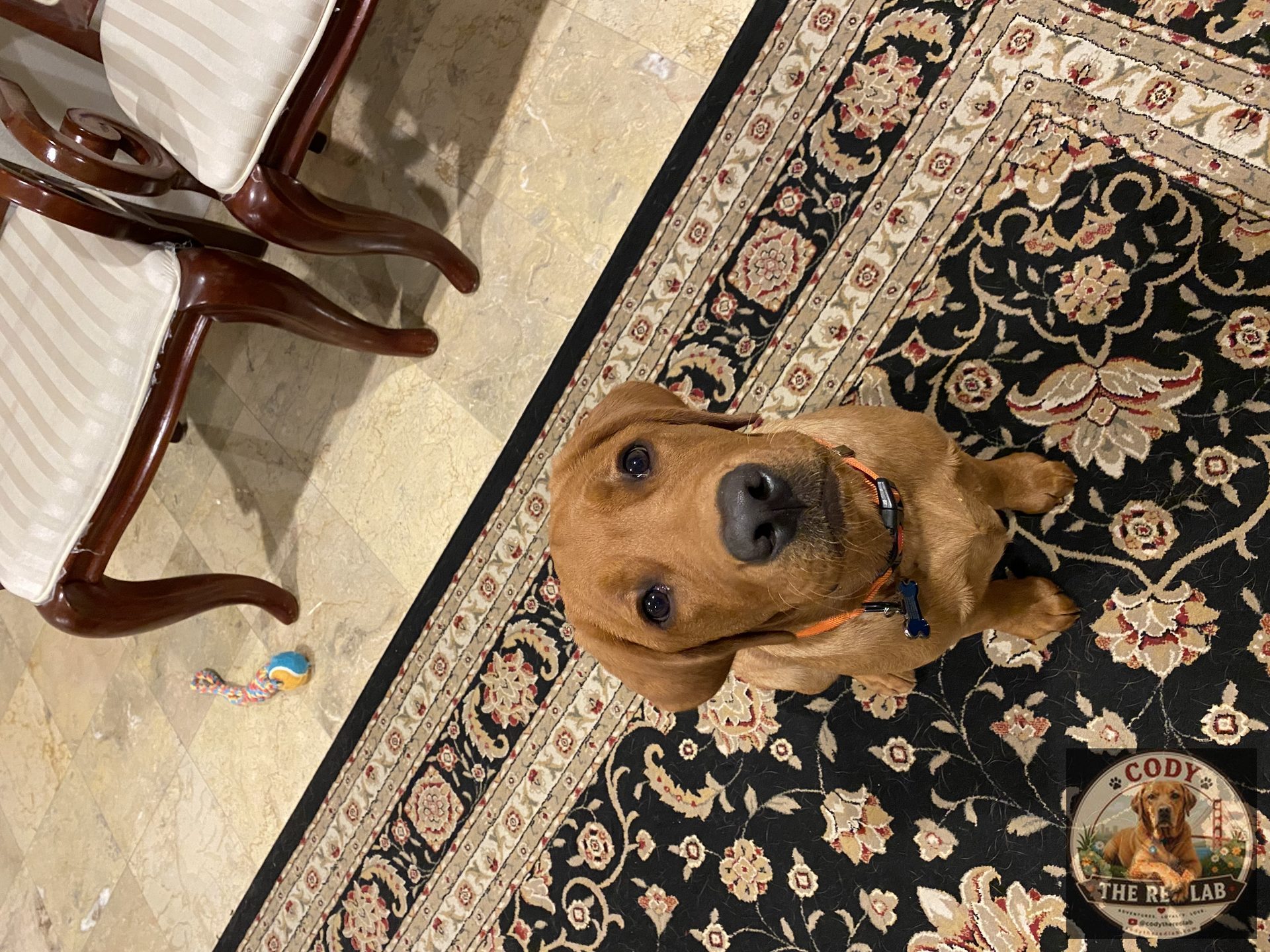 Cody the Red Lab - photo 35