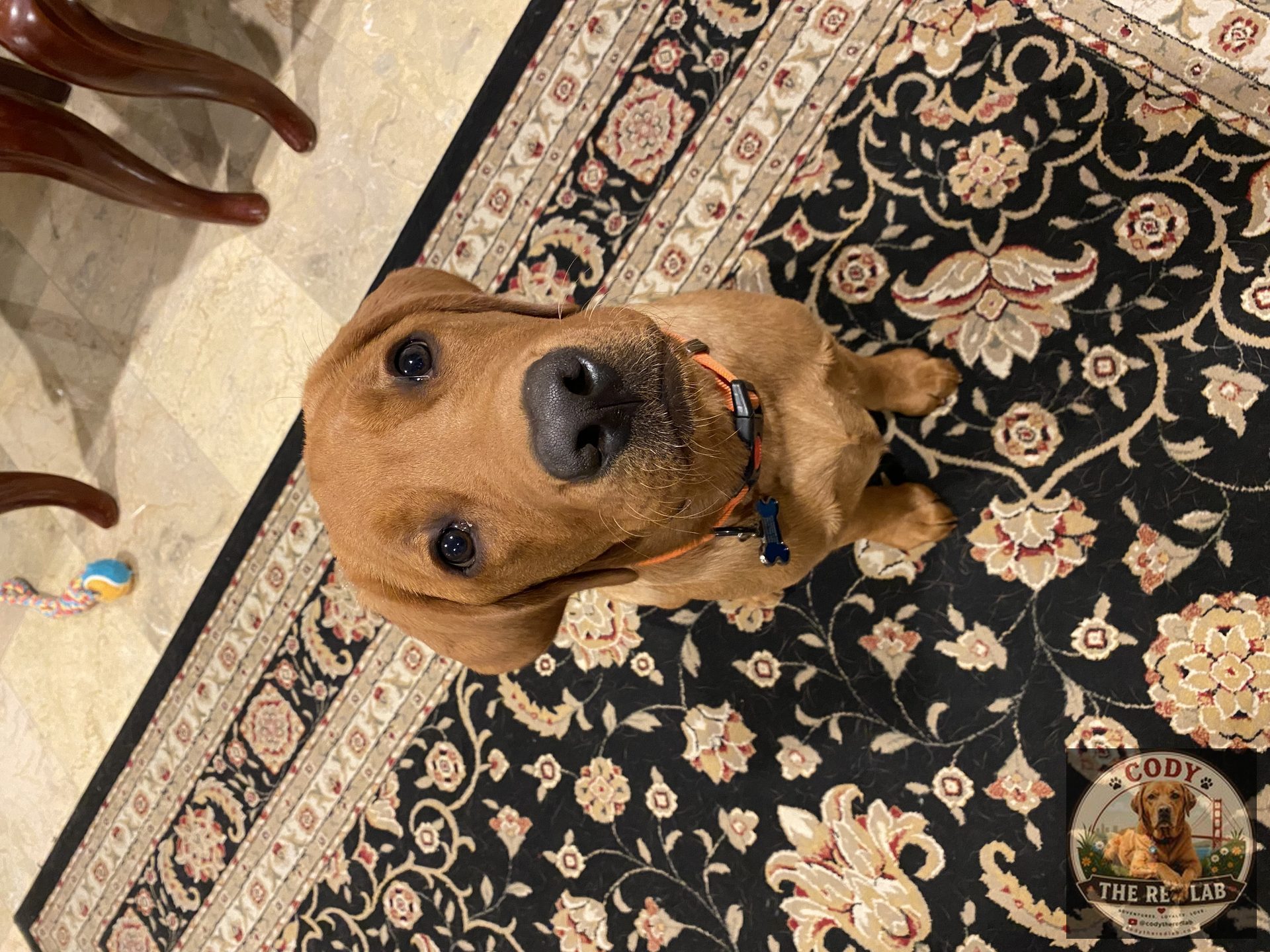 Cody the Red Lab - photo 36