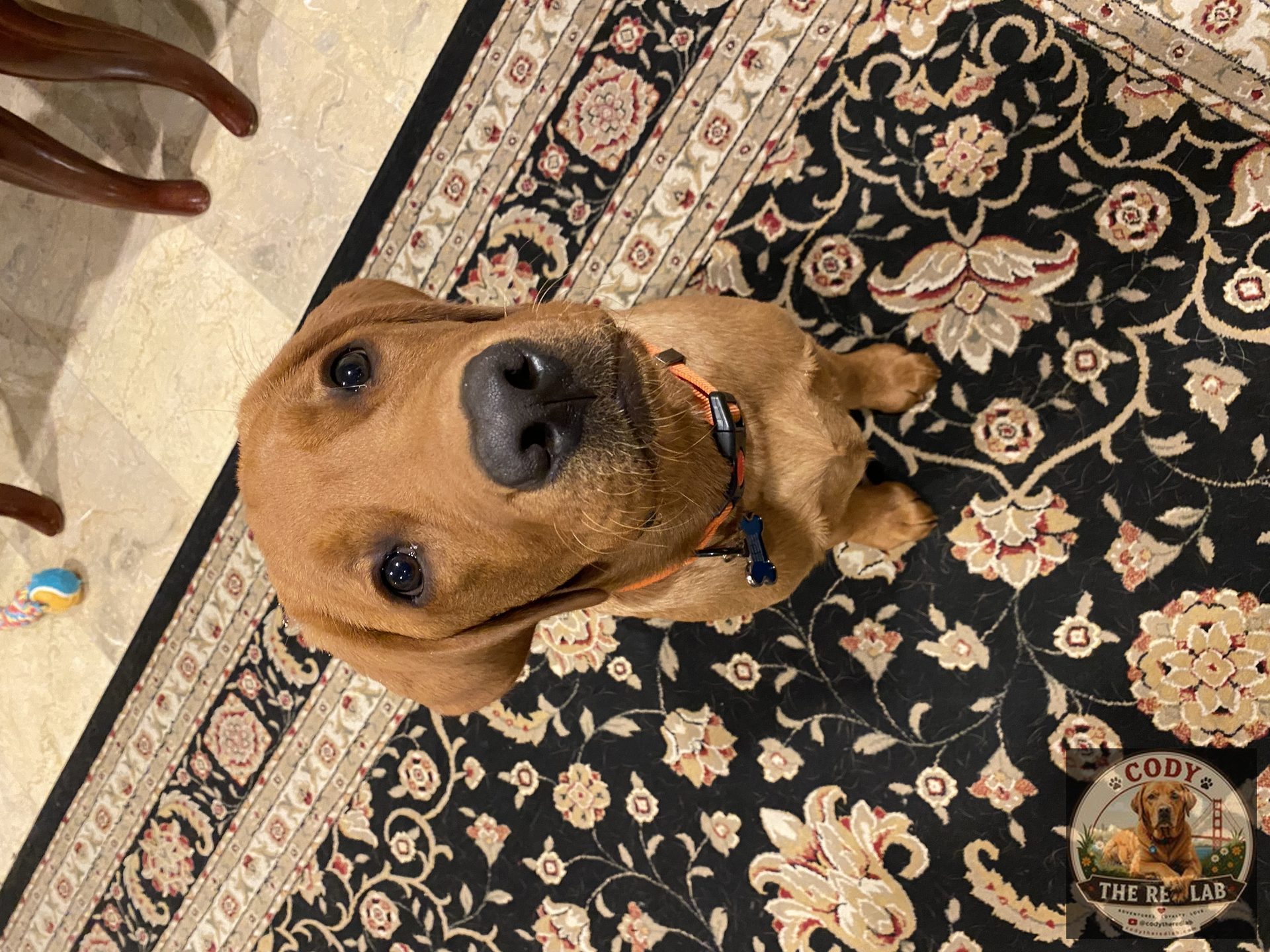 Cody the Red Lab - photo 37
