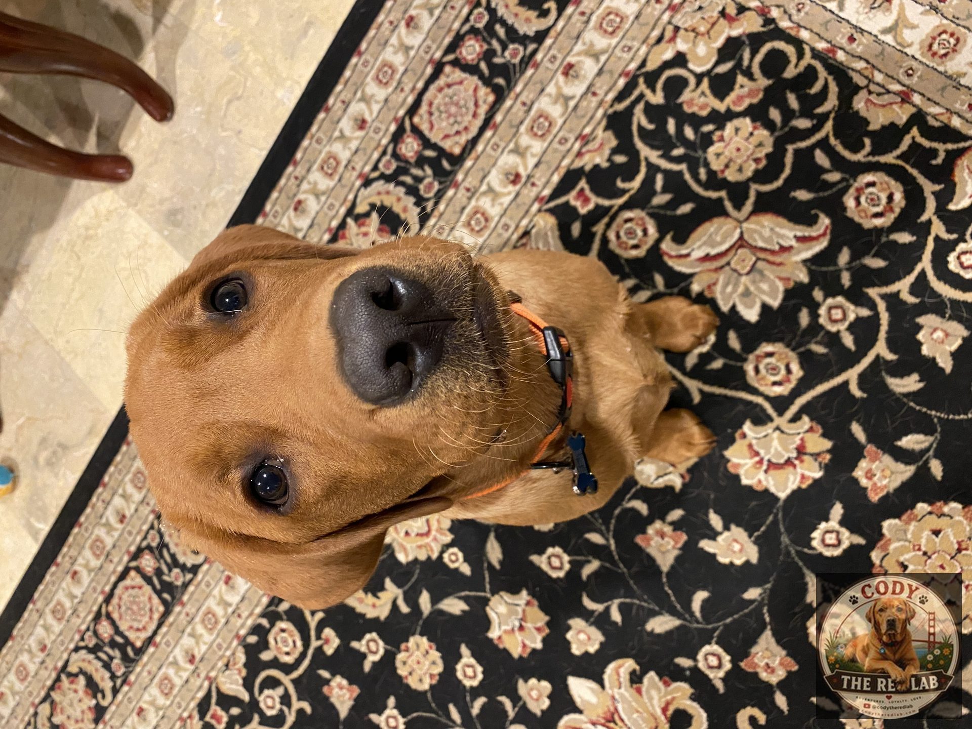 Cody the Red Lab - photo 38