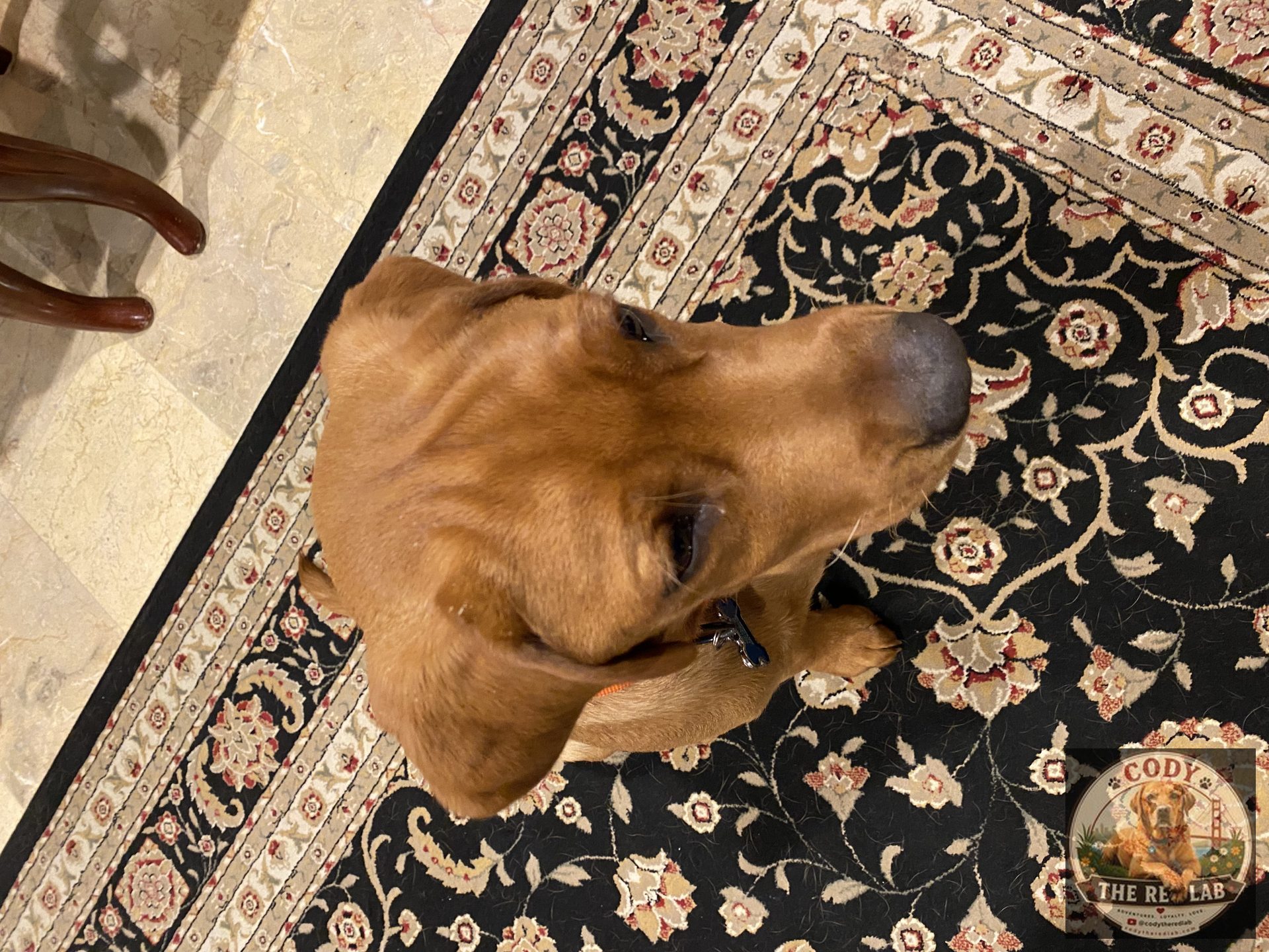 Cody the Red Lab - photo 39