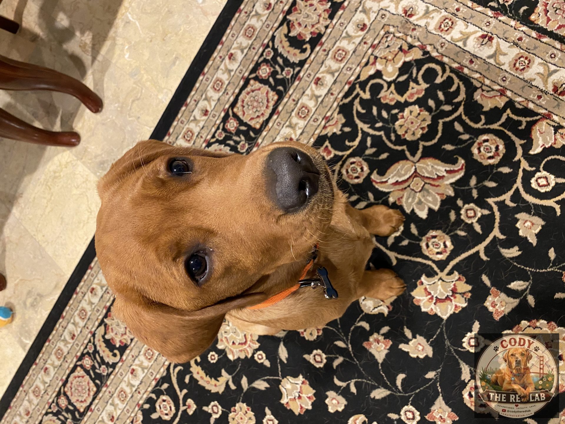 Cody the Red Lab - photo 40