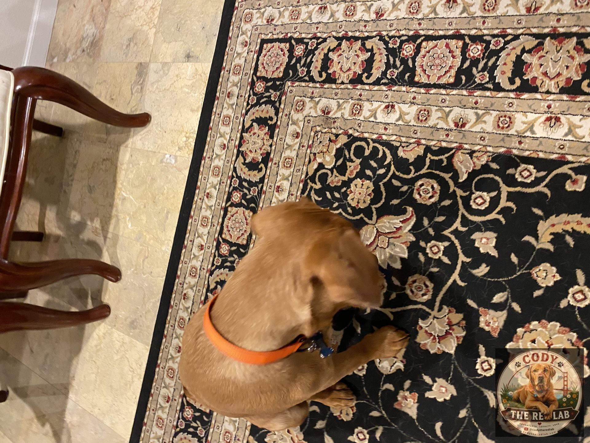 Cody the Red Lab - photo 41