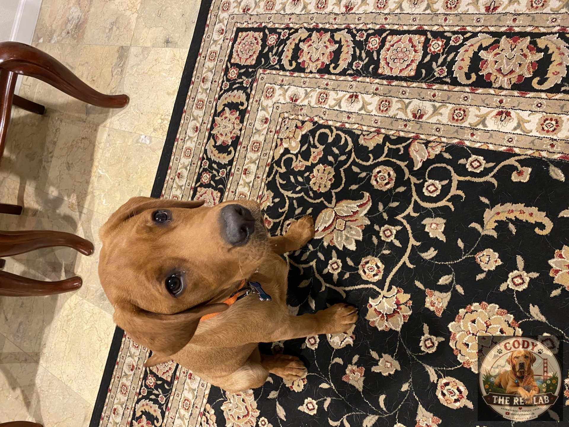Cody the Red Lab - photo 42