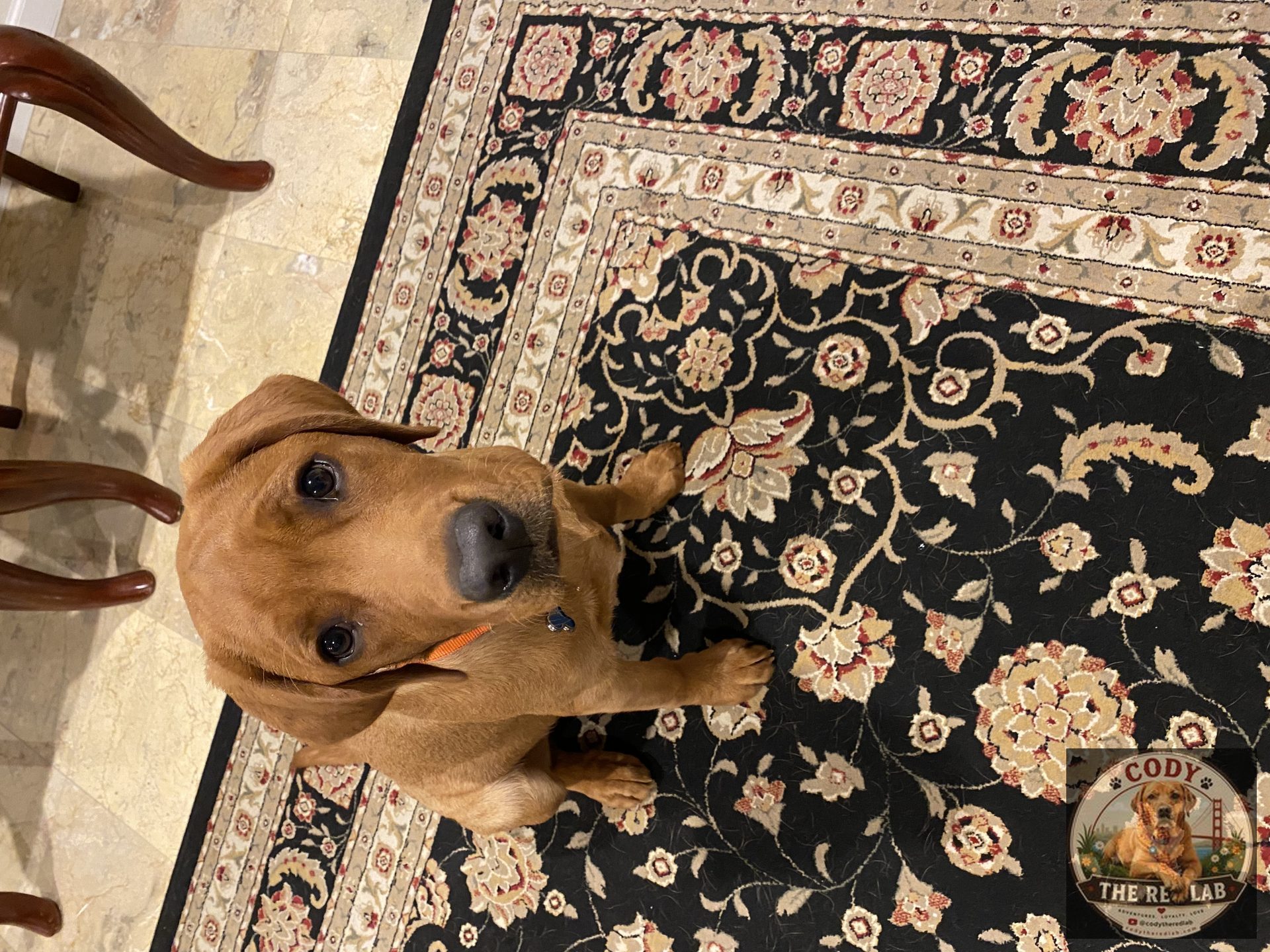 Cody the Red Lab - photo 43
