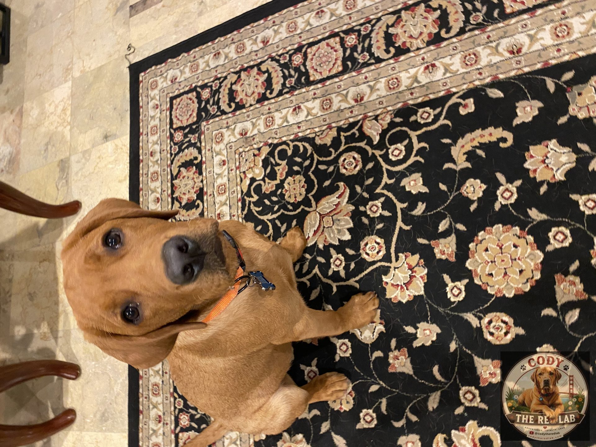 Cody the Red Lab - photo 44