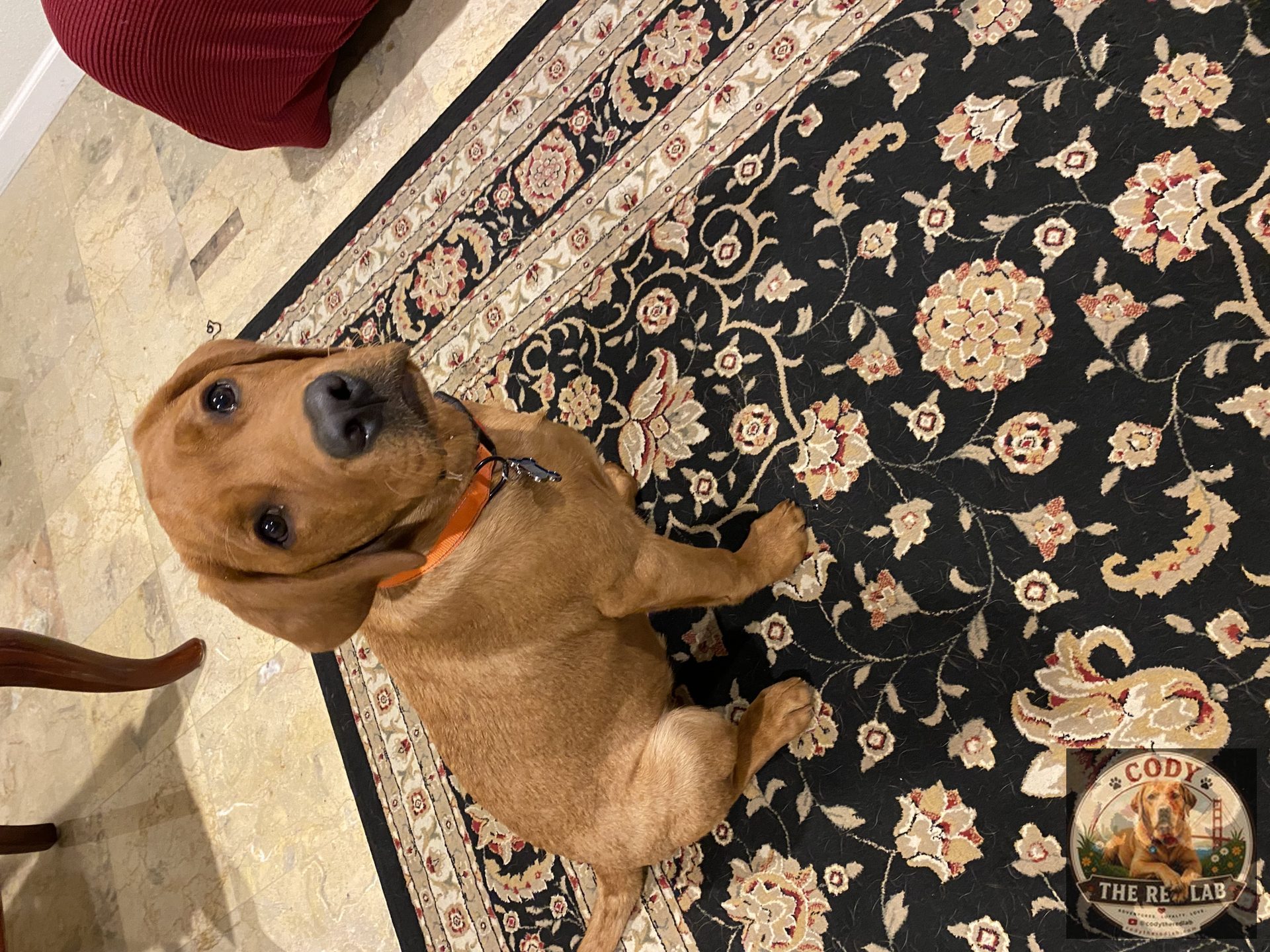 Cody the Red Lab - photo 45