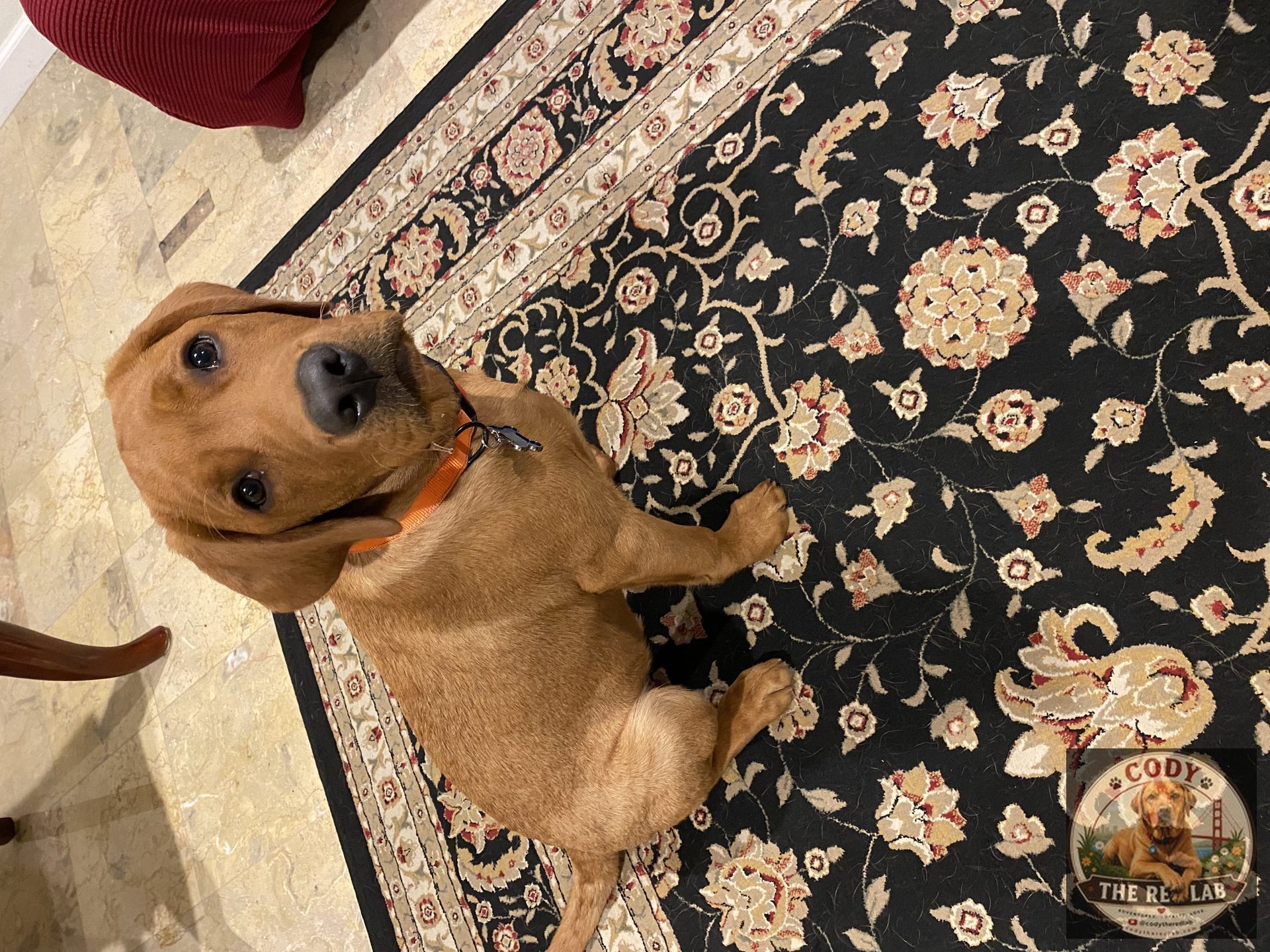 Cody the Red Lab - photo 46