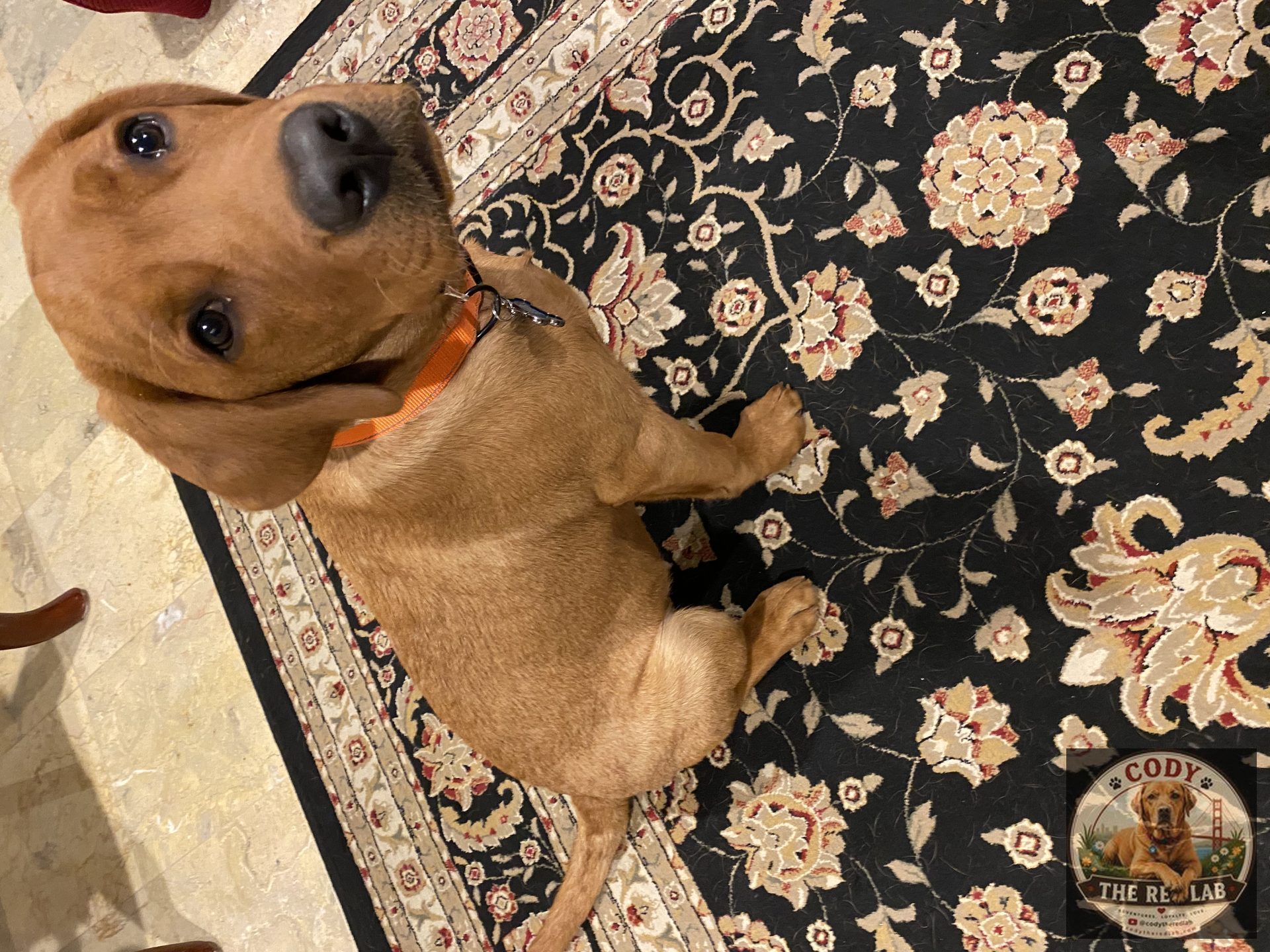 Cody the Red Lab - photo 47