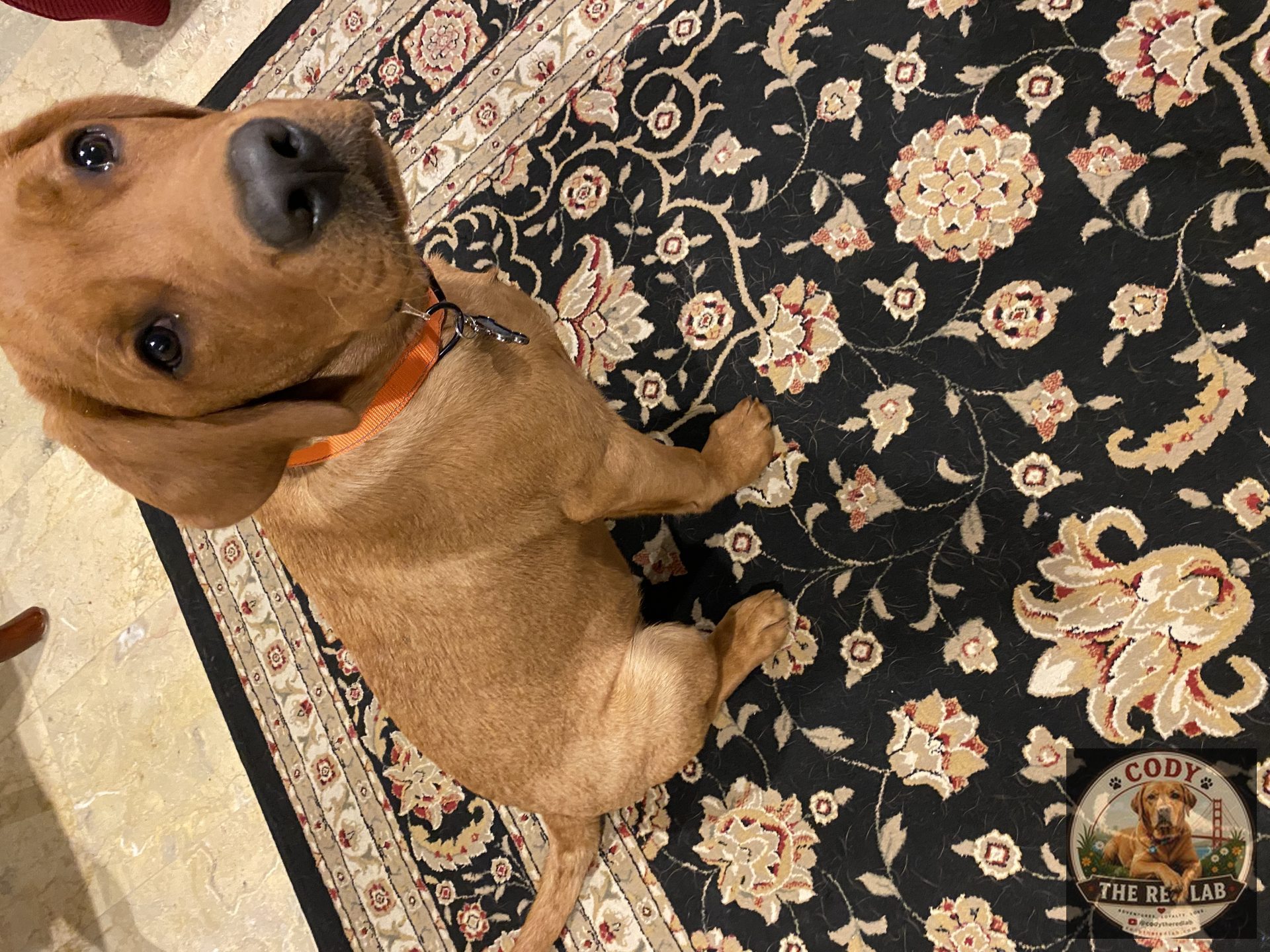 Cody the Red Lab - photo 48