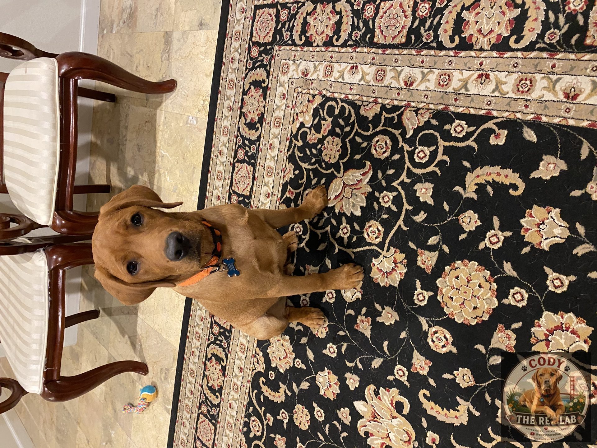 Cody the Red Lab - photo 49