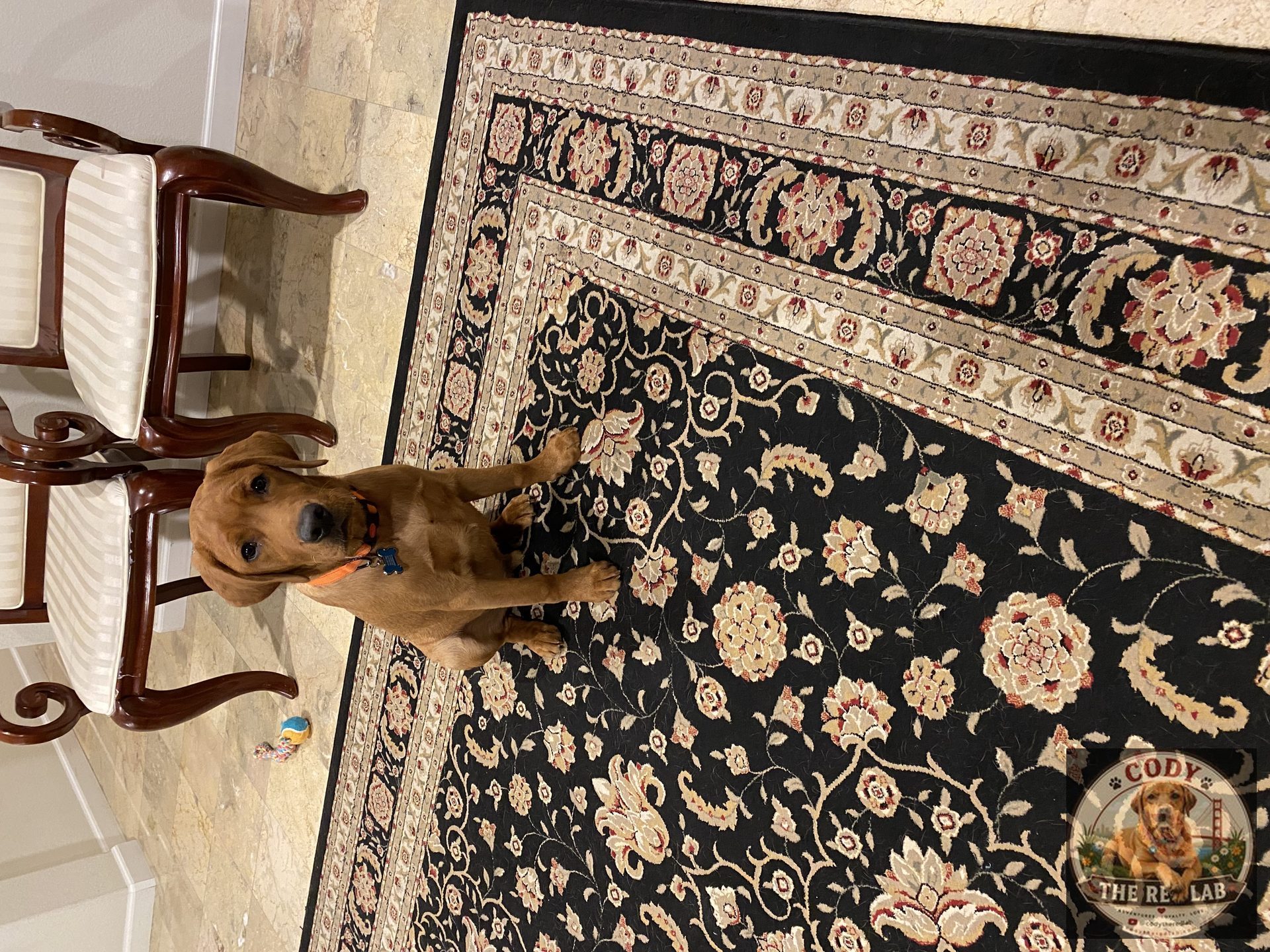 Cody the Red Lab - photo 50