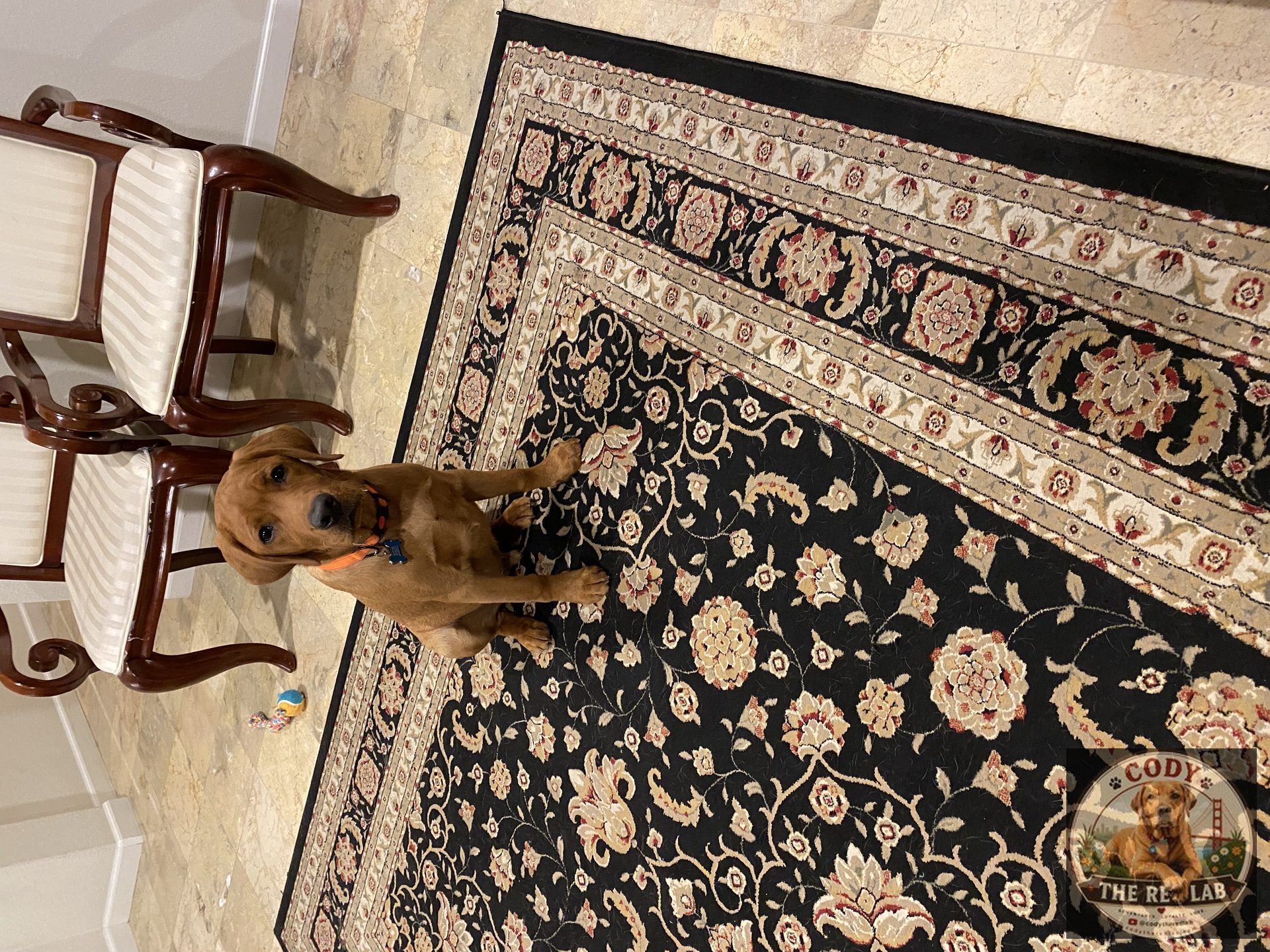 Cody the Red Lab - photo 51