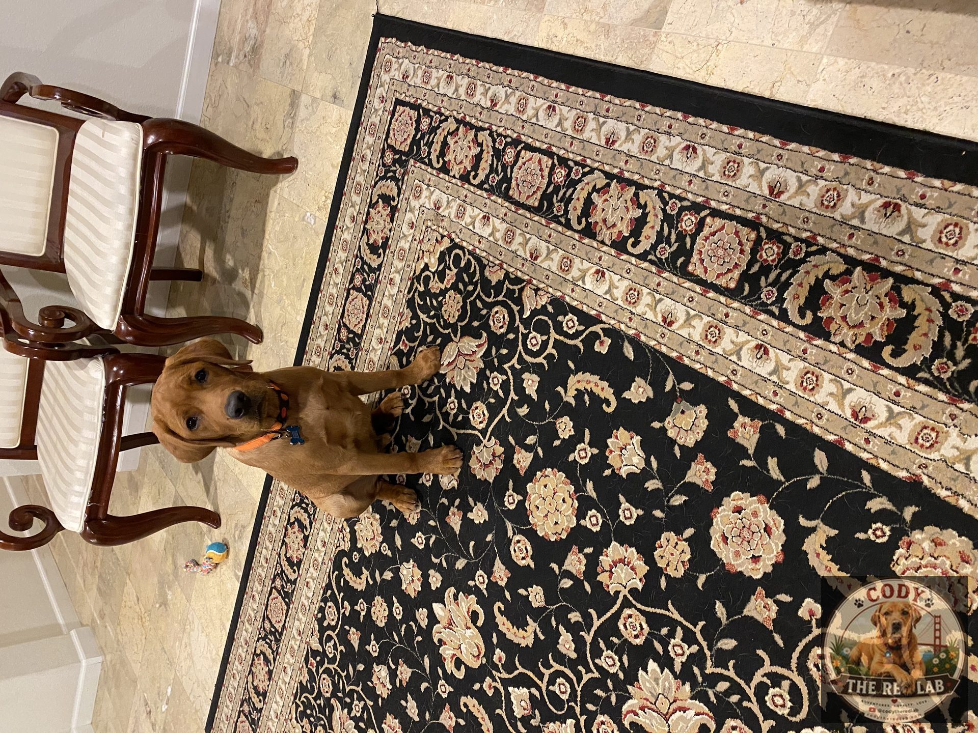 Cody the Red Lab - photo 52