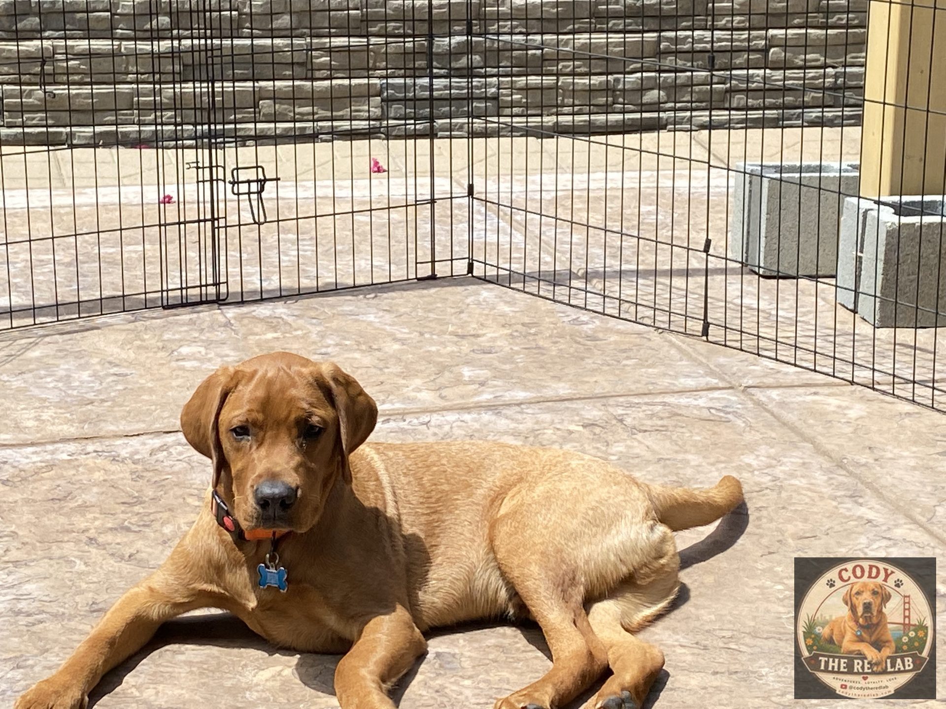 Cody the Red Lab - photo 53
