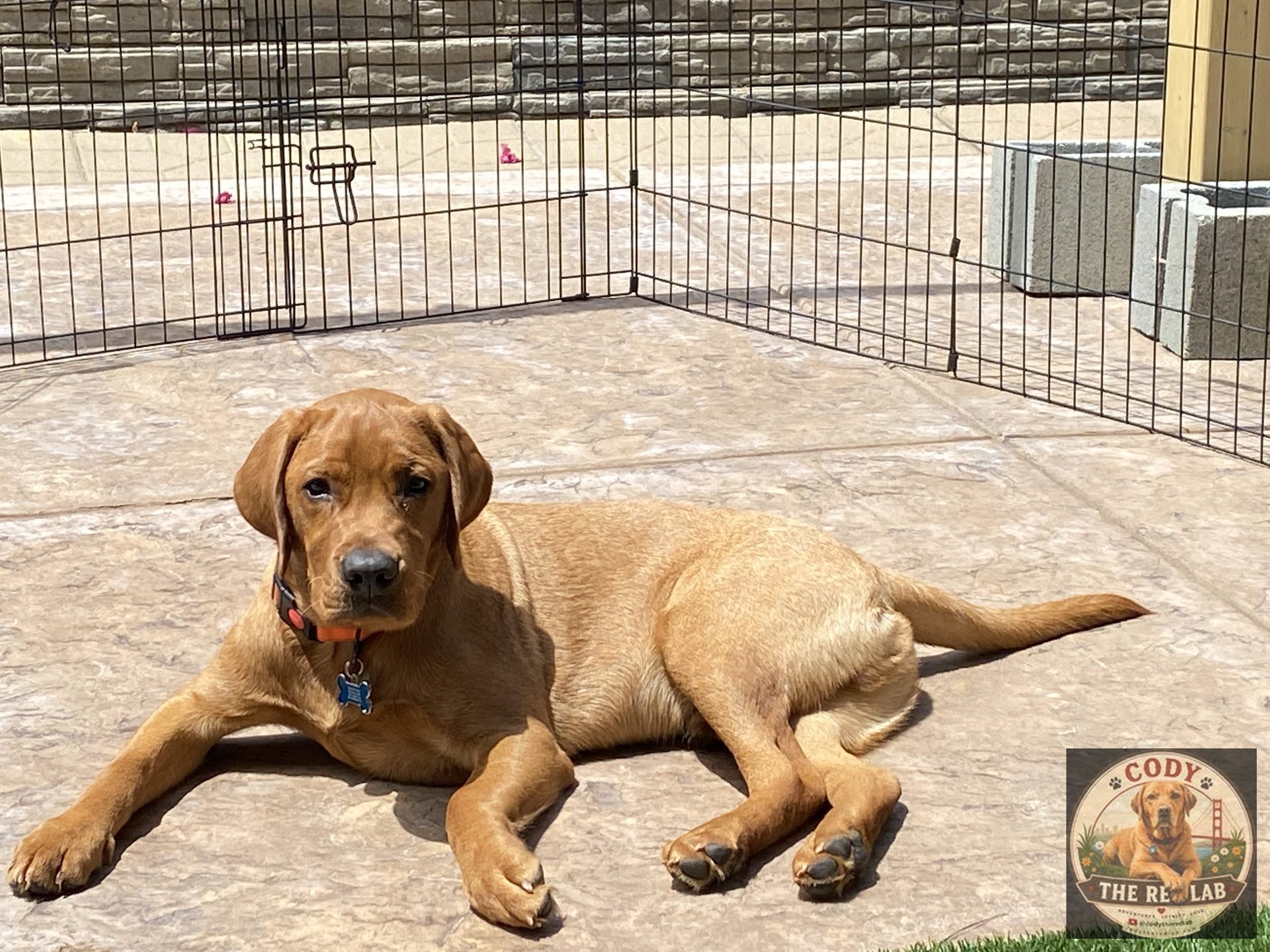 Cody the Red Lab - photo 54