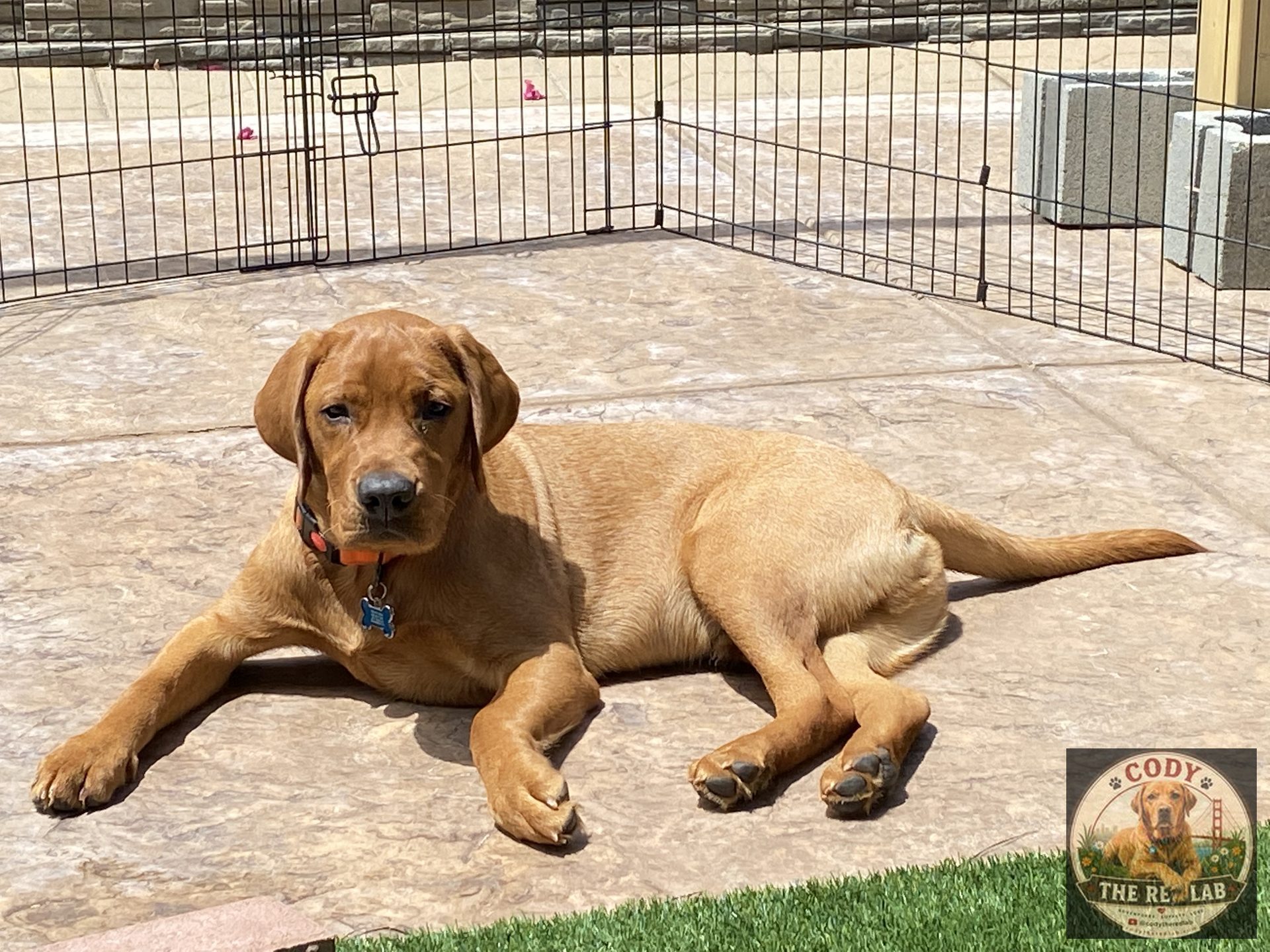 Cody the Red Lab - photo 55