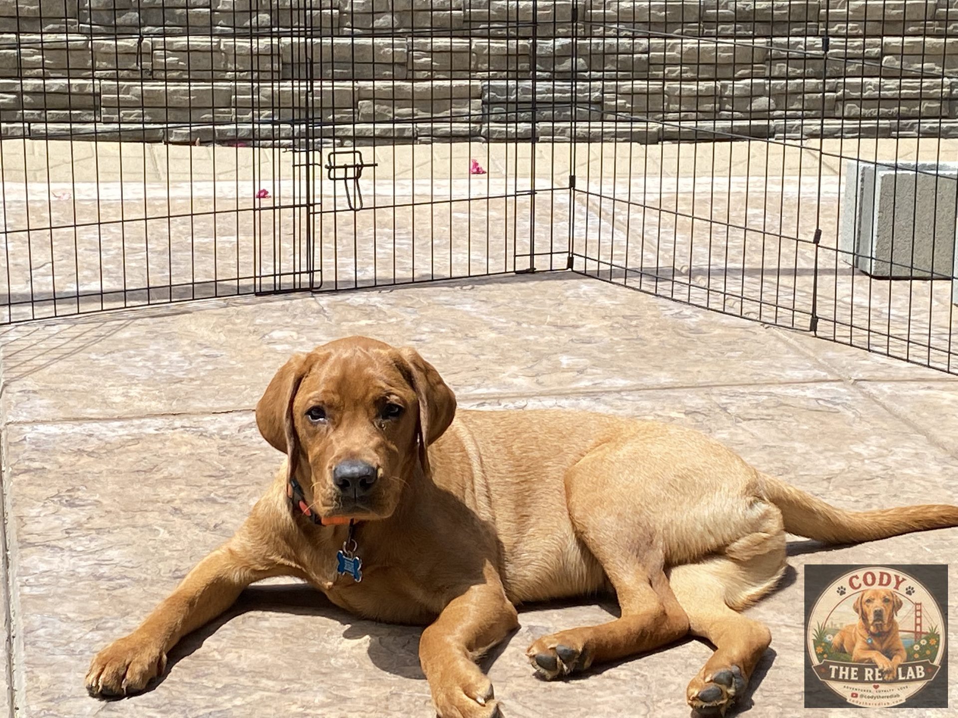 Cody the Red Lab - photo 56