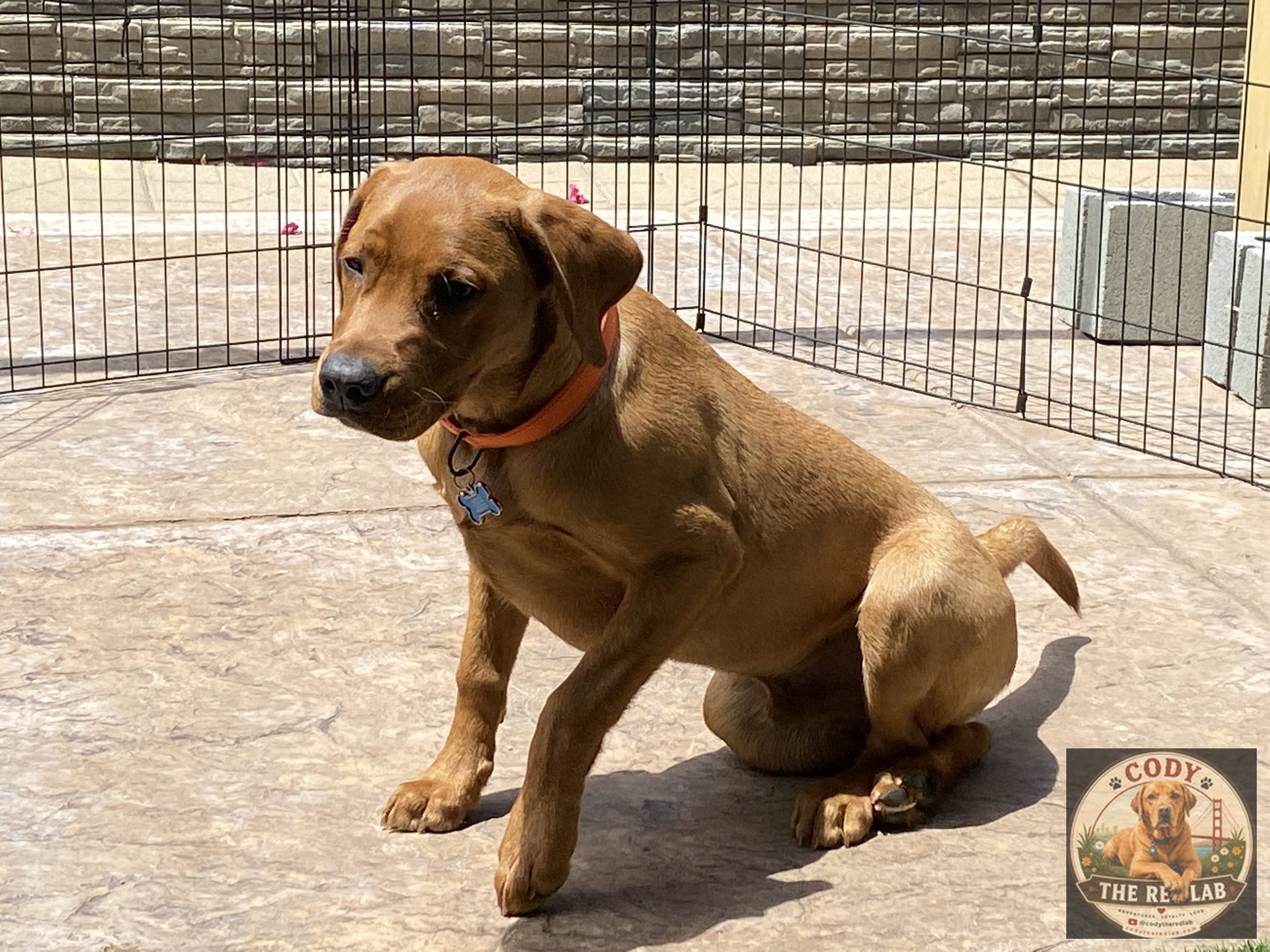 Cody the Red Lab - photo 57