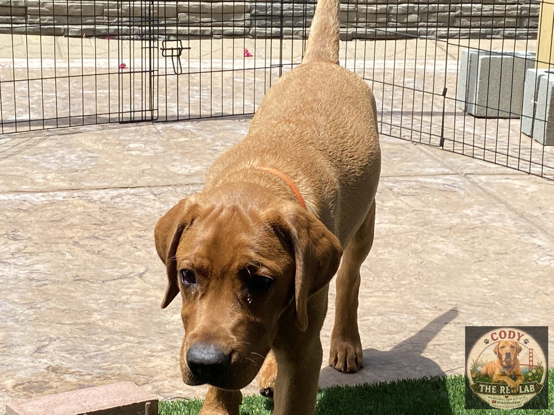Cody the Red Lab - photo 58