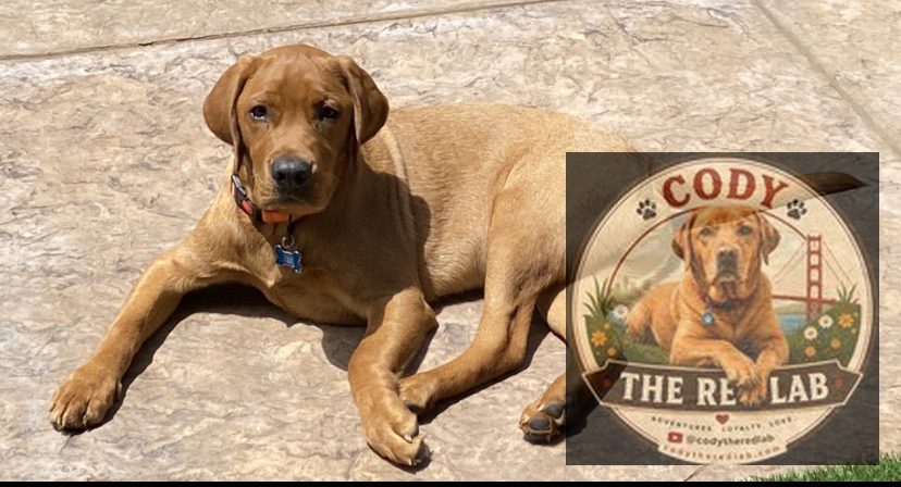 Cody the Red Lab - photo 59