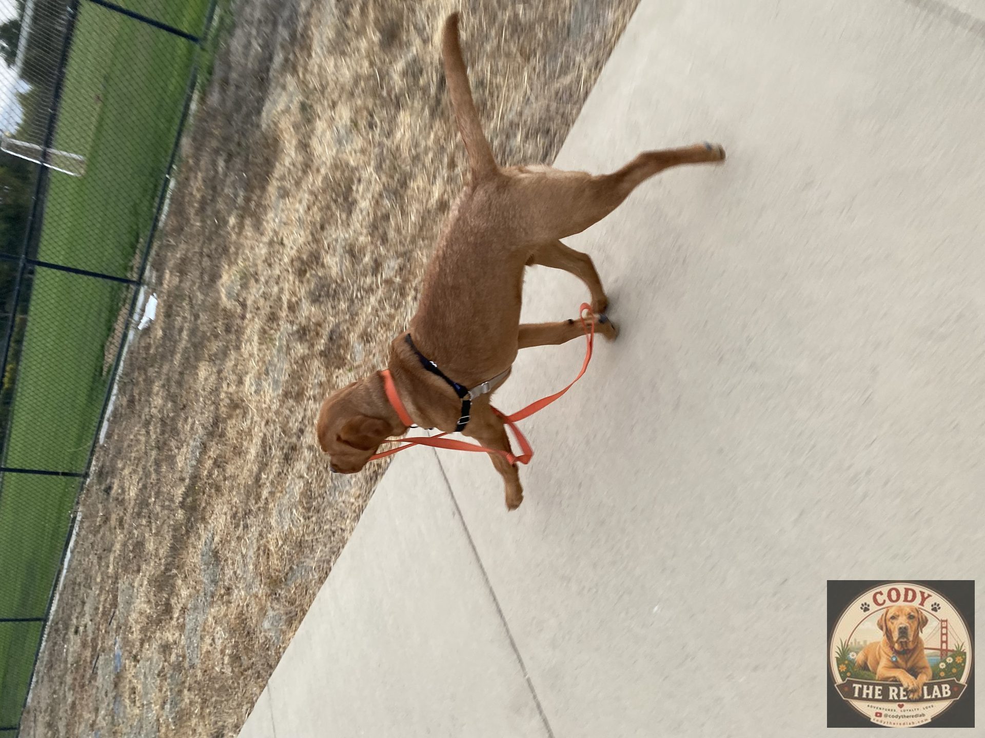 Cody the Red Lab - photo 60
