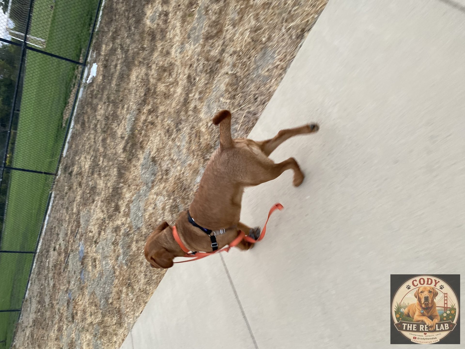 Cody the Red Lab - photo 61