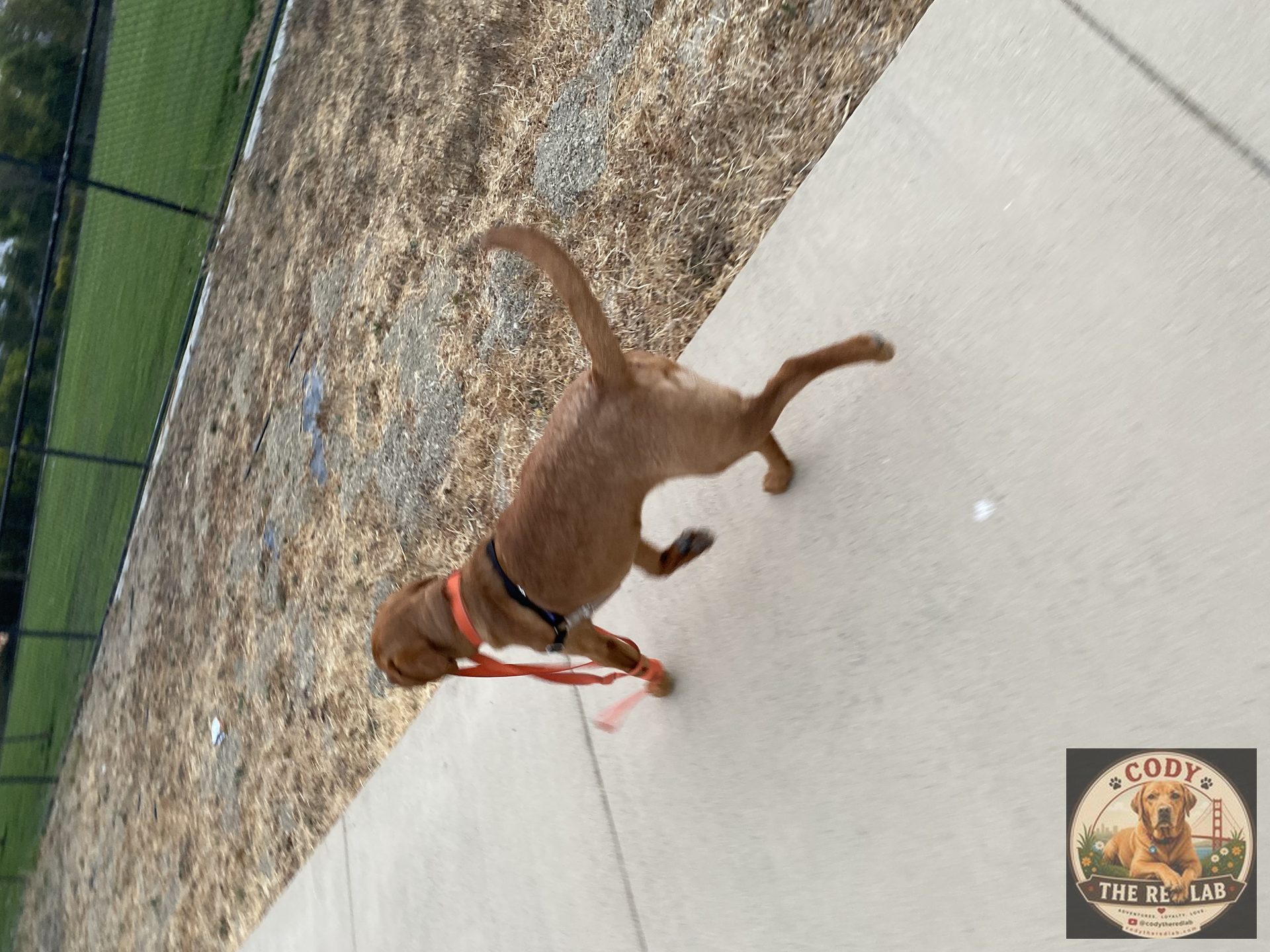 Cody the Red Lab - photo 62