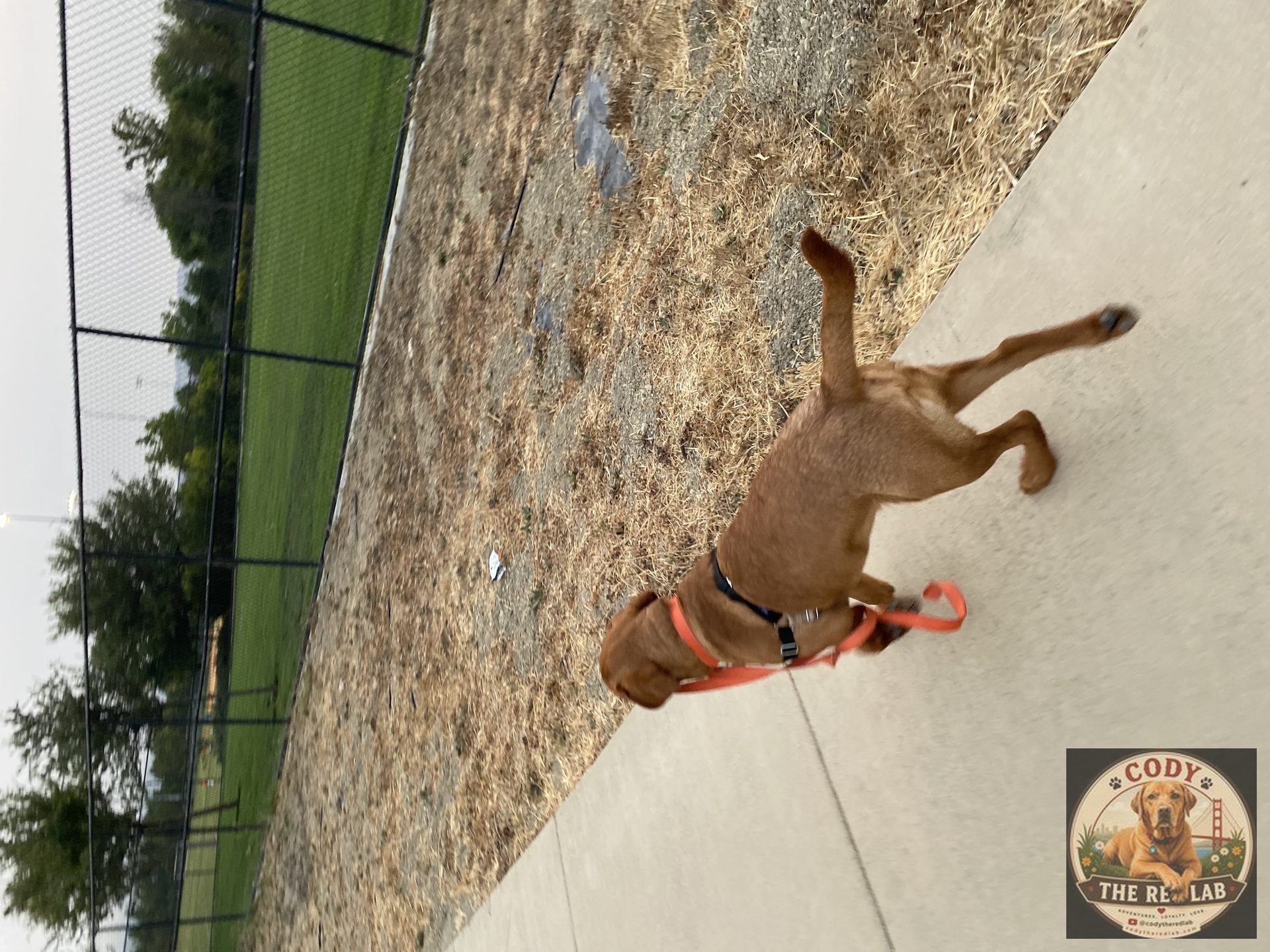 Cody the Red Lab - photo 63