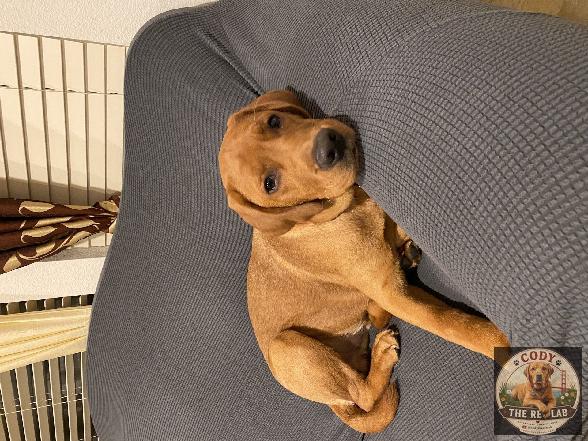 Cody the Red Lab - photo 64