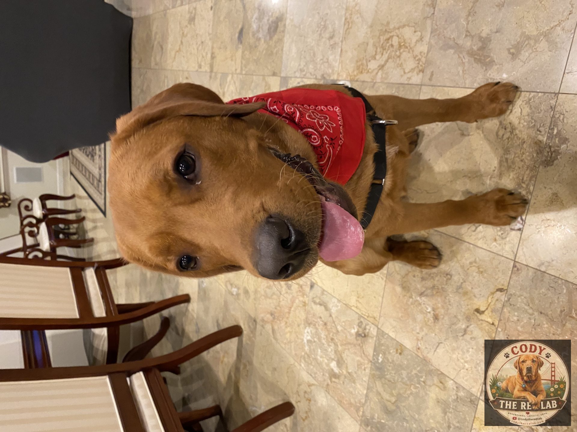 Cody the Red Lab - photo 65