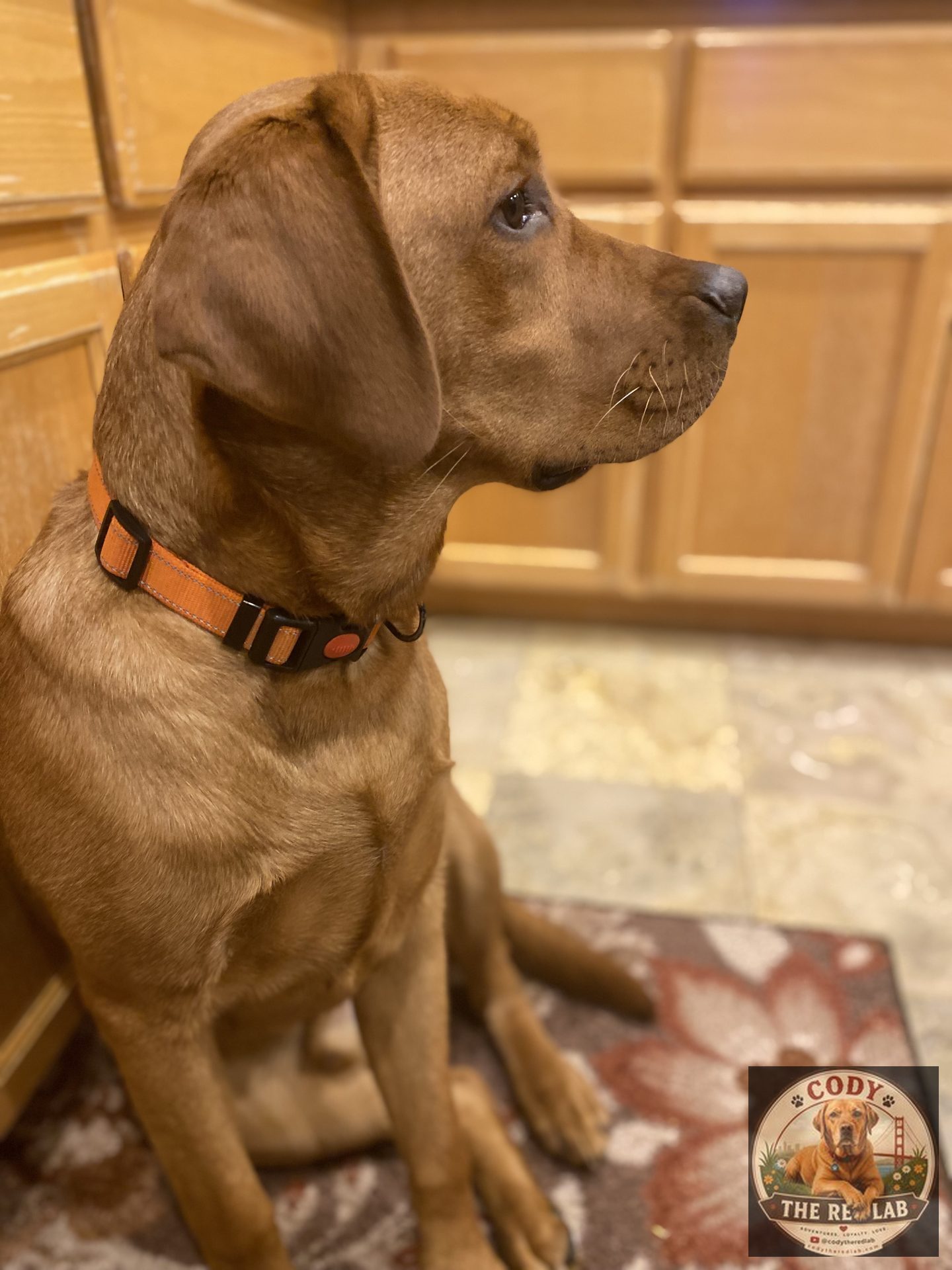 Cody the Red Lab - photo 66