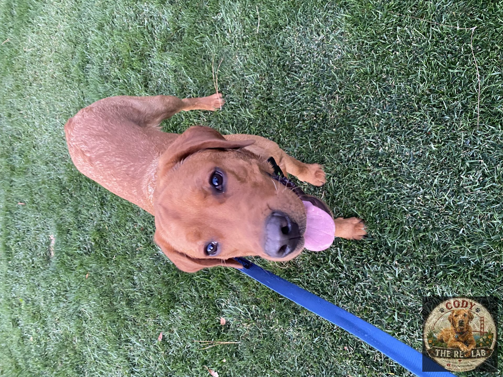 Cody the Red Lab - photo 67