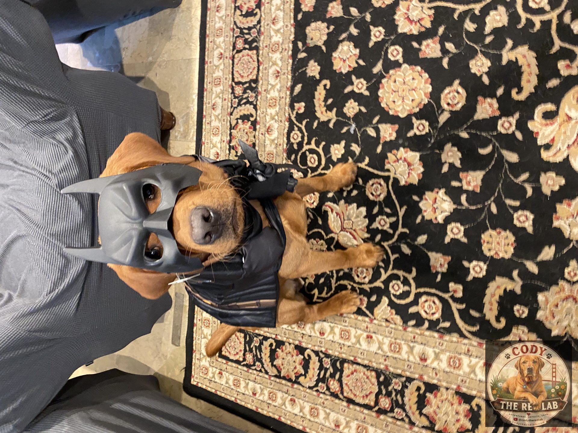 Cody the Red Lab - photo 69