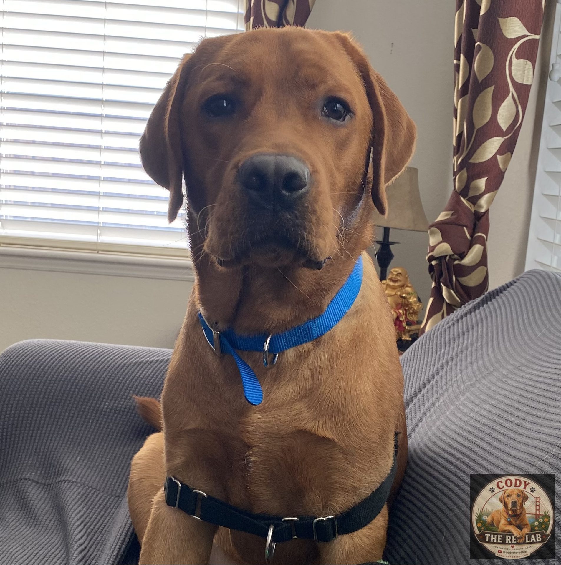 Cody the Red Lab - photo 71