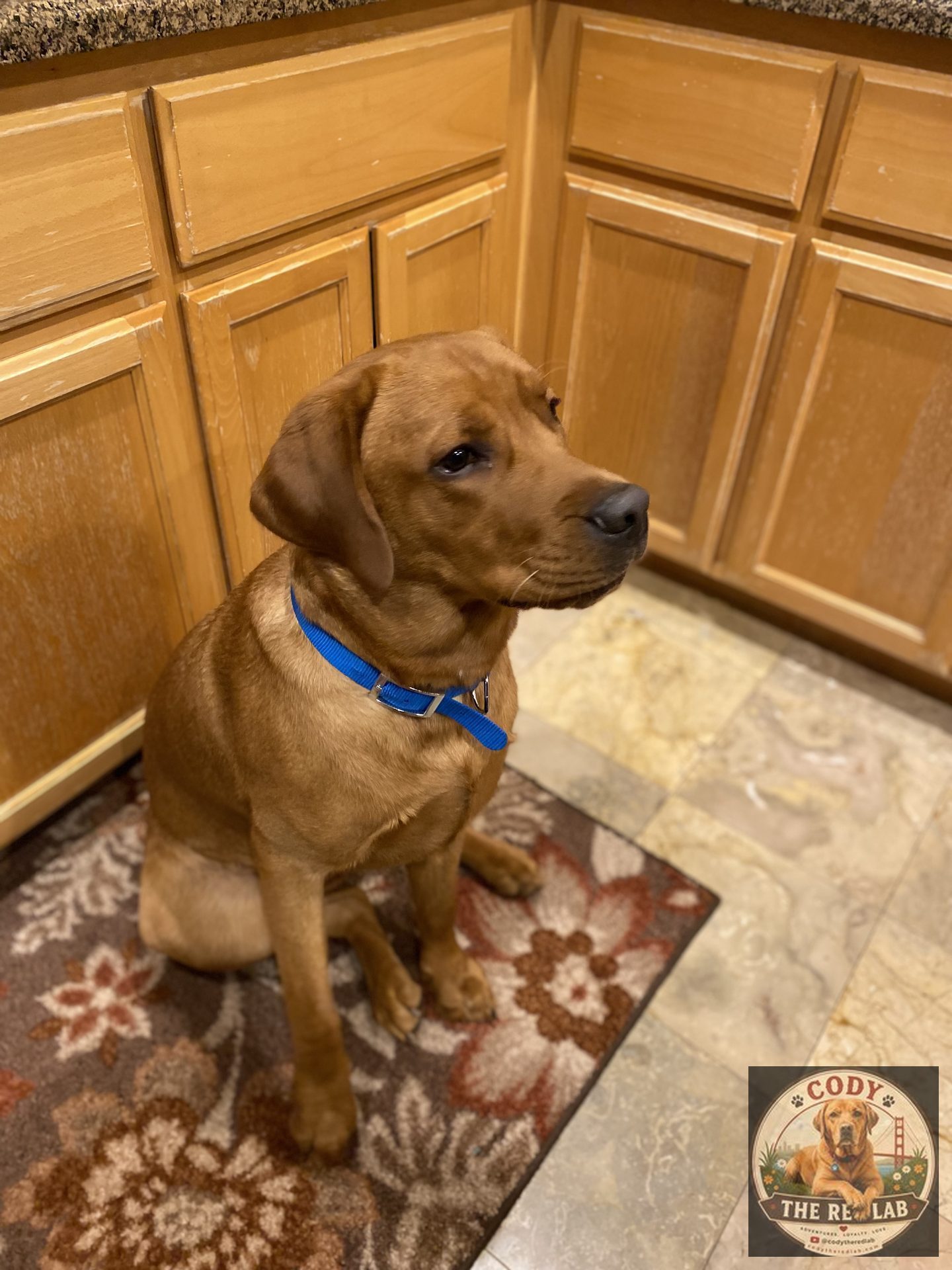 Cody the Red Lab - photo 72